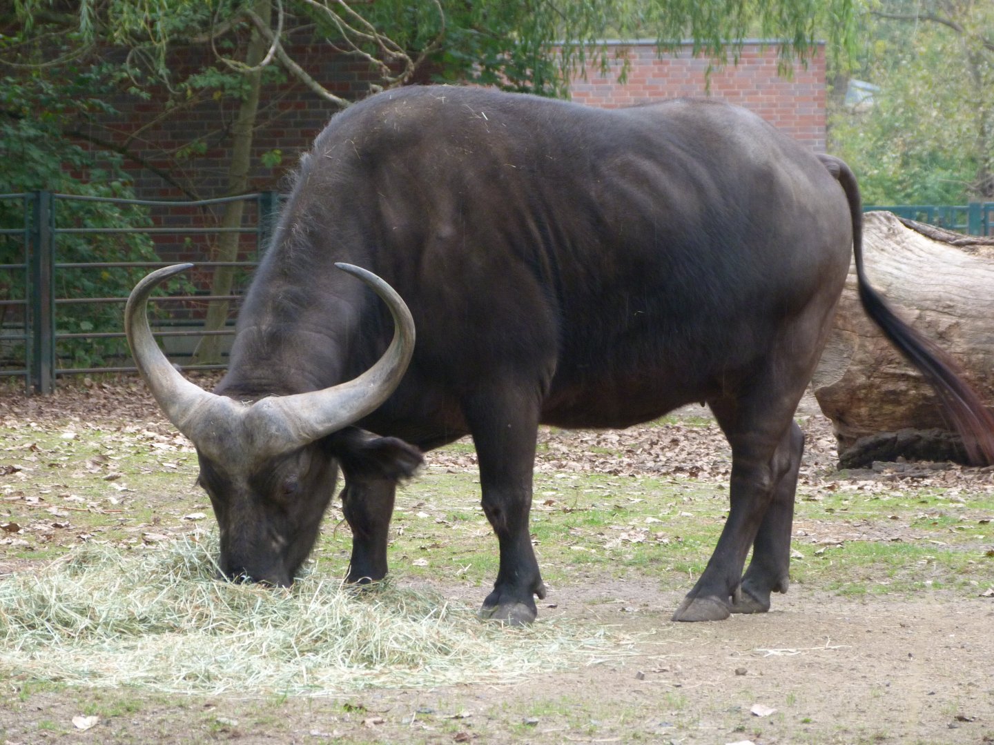 Cape buffalo -Tierpark Berlin (2024)