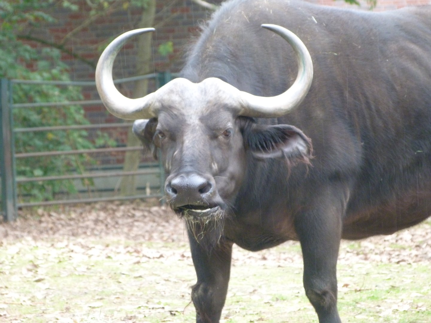 Cape buffalo -Tierpark Berlin (2024)