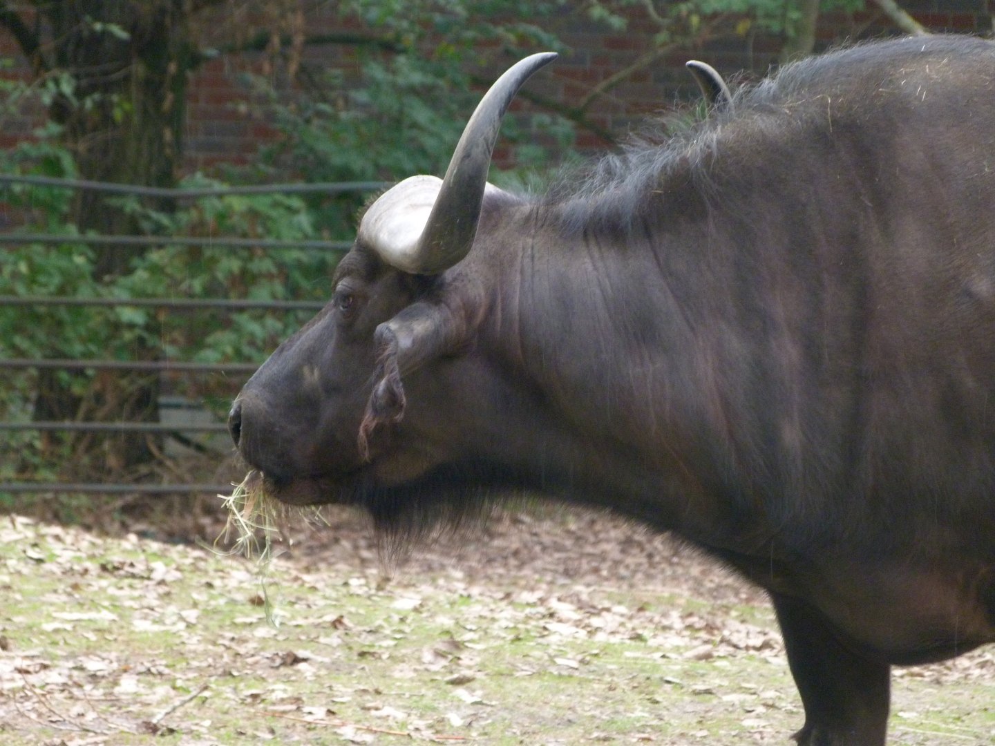 Cape buffalo -Tierpark Berlin (2024)