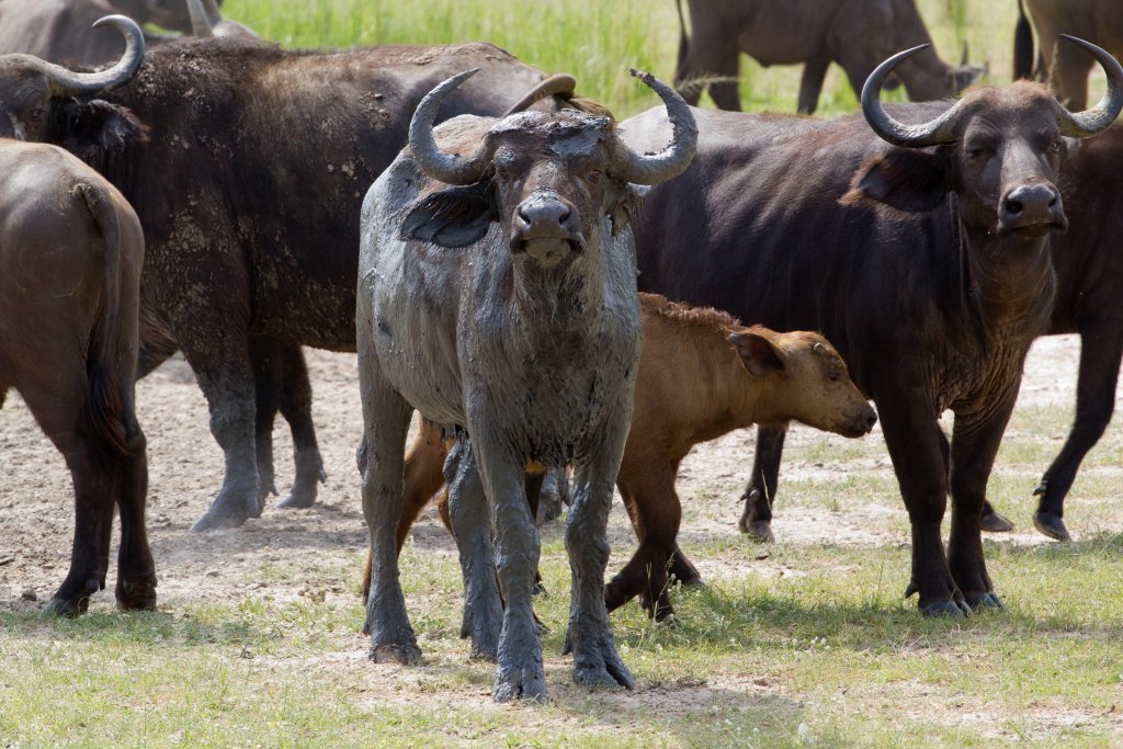 Cape Buffalo with a mudpack