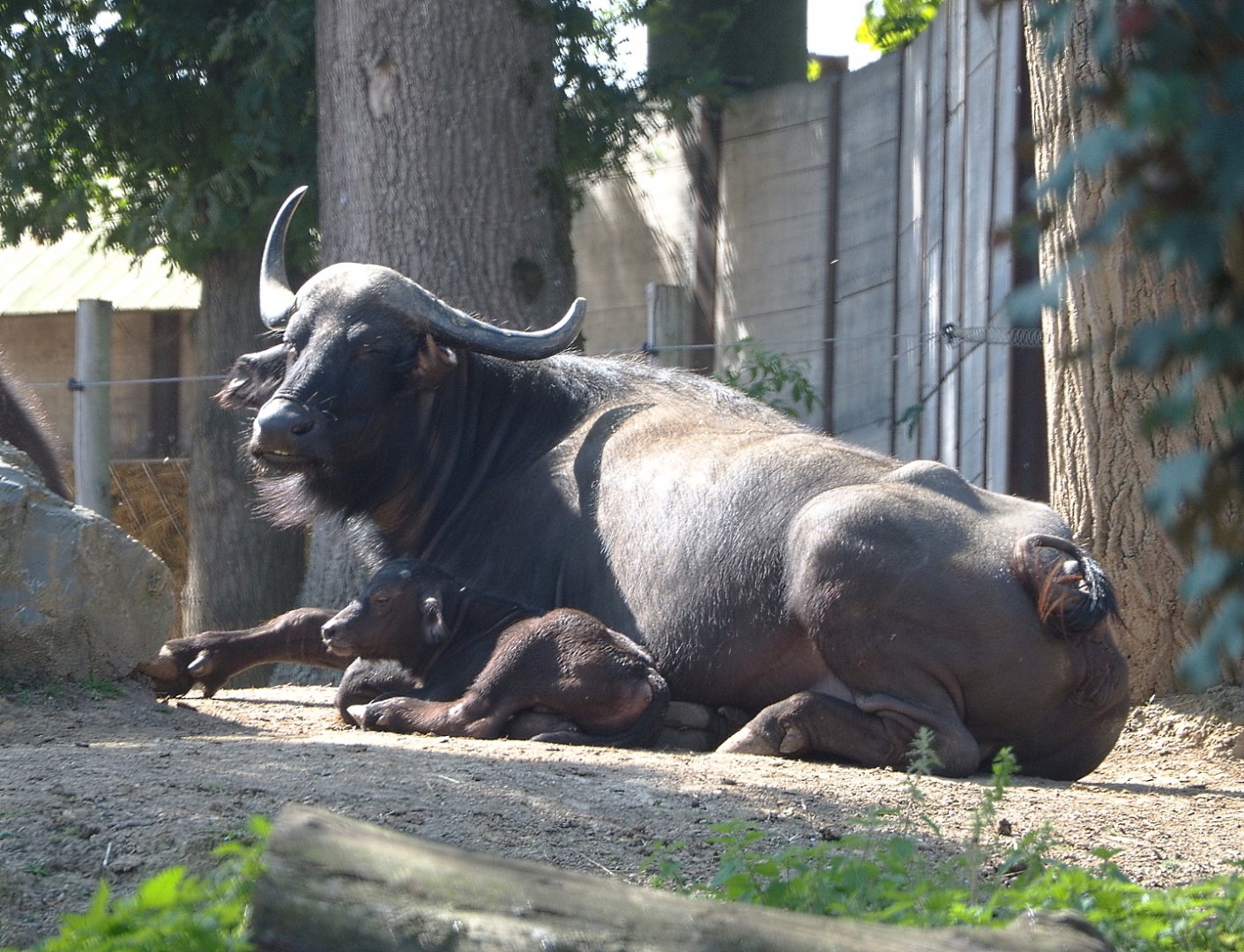 Cape buffalo with calf (Syncerus caffer caffer), 2021-09-02