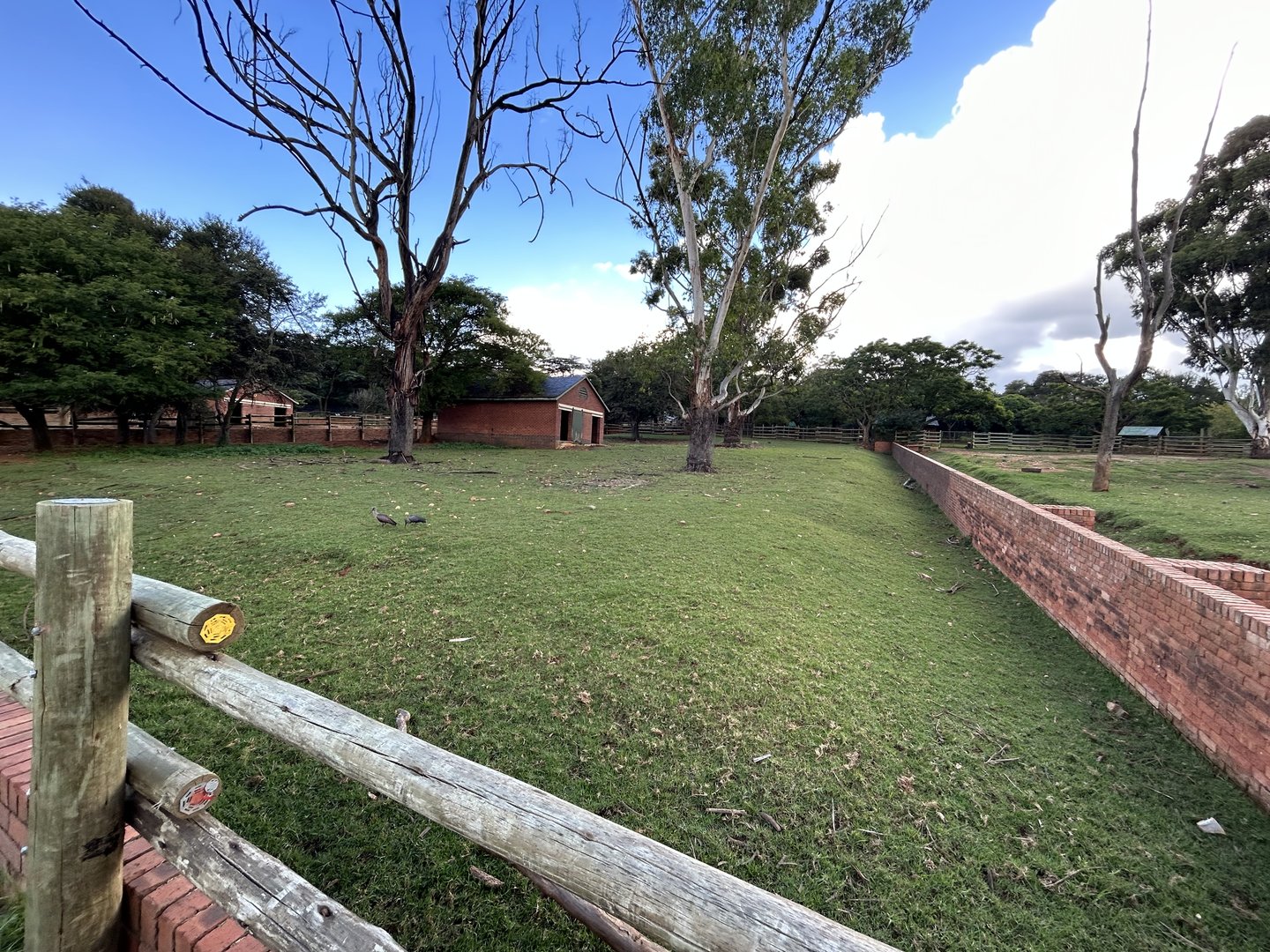 Cape Buffalo Yard 2 (Syncerus caffer caffer)