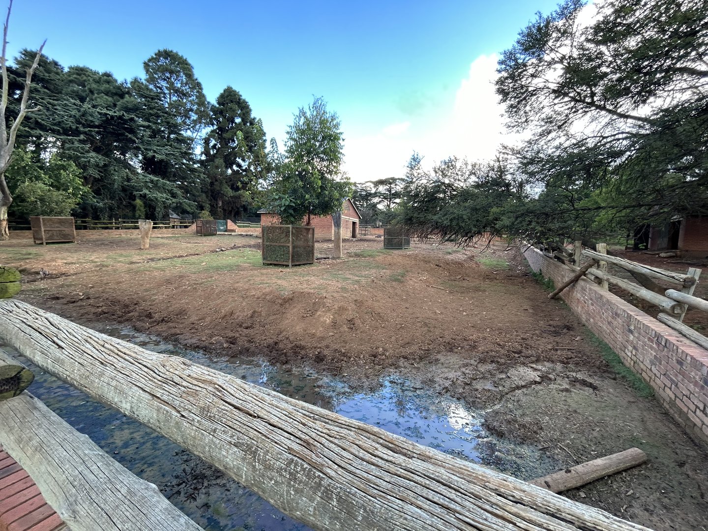 Cape Buffalo Yard 2 (Syncerus caffer caffer)