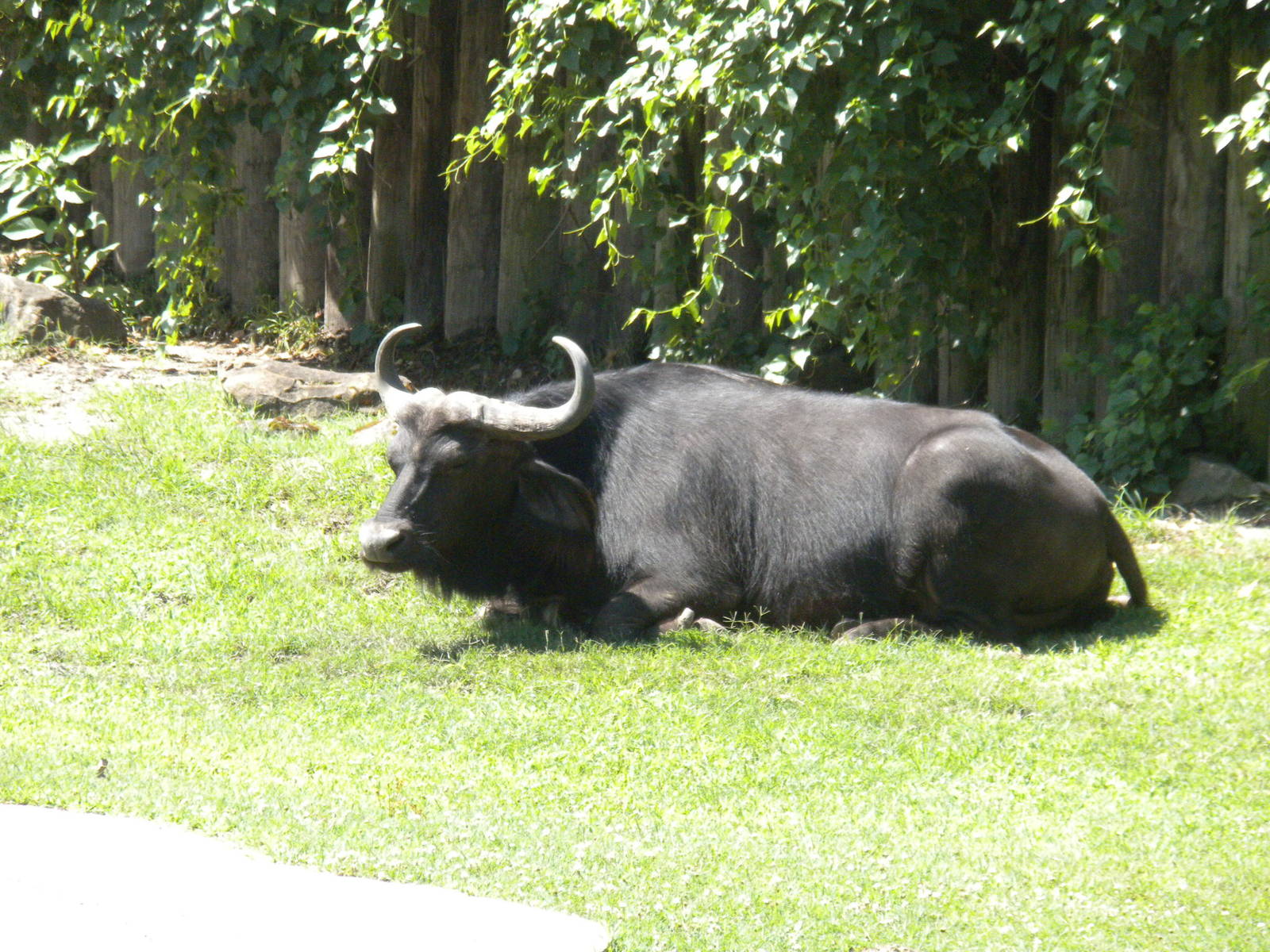 Cape Buffalo