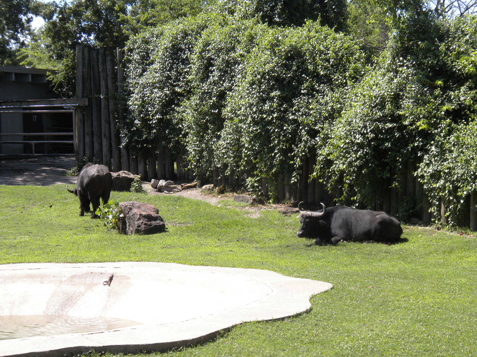Cape Buffalo