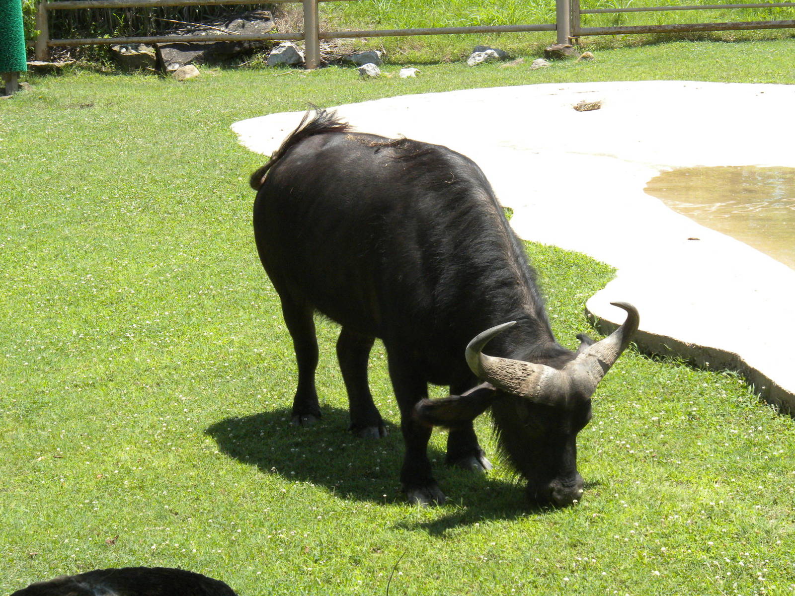 Cape Buffalo