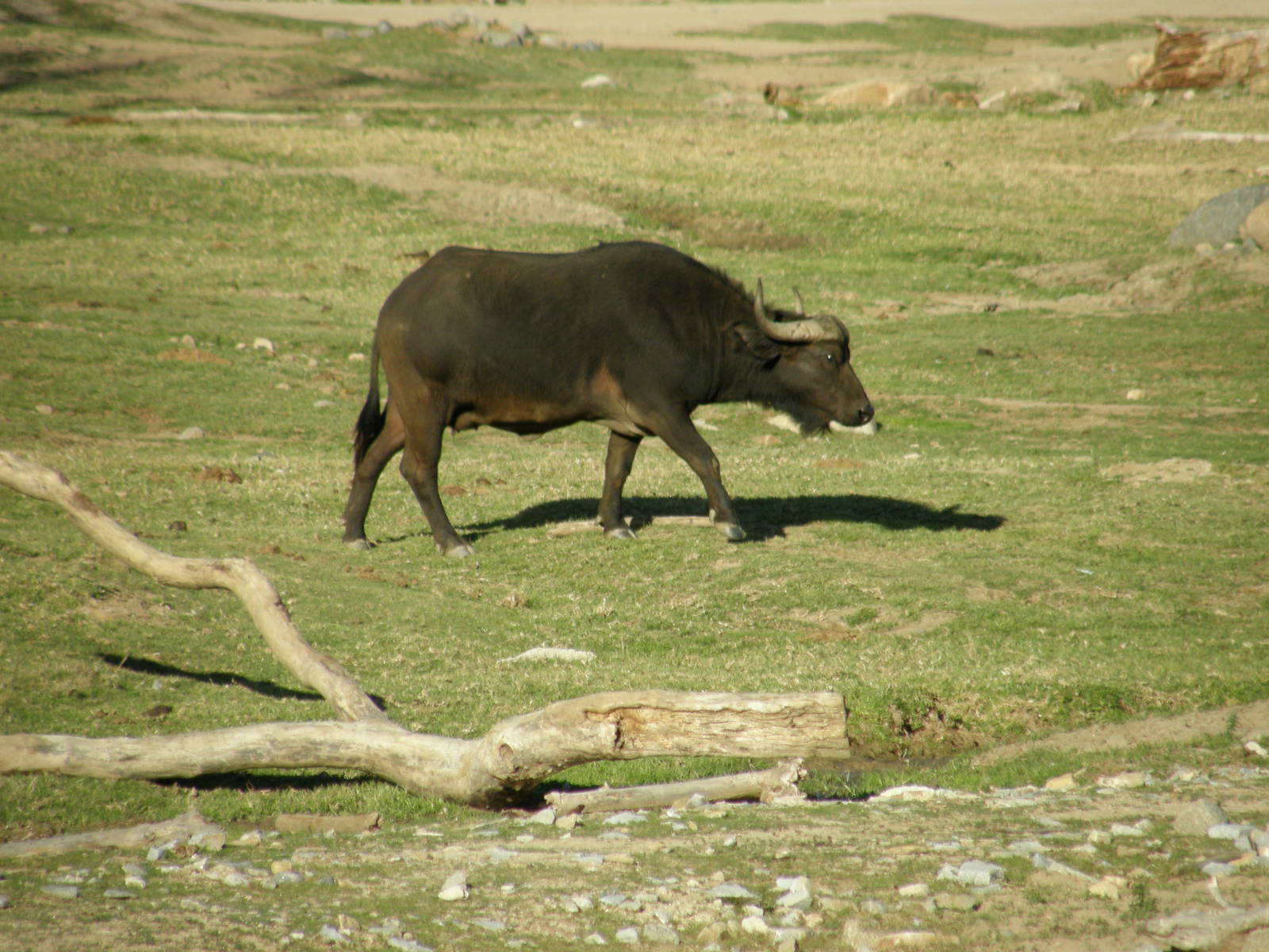 cape buffalo