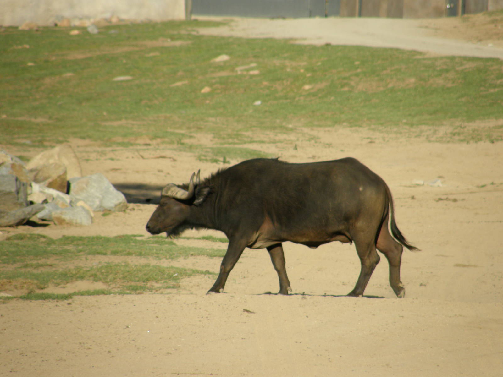 cape buffalo