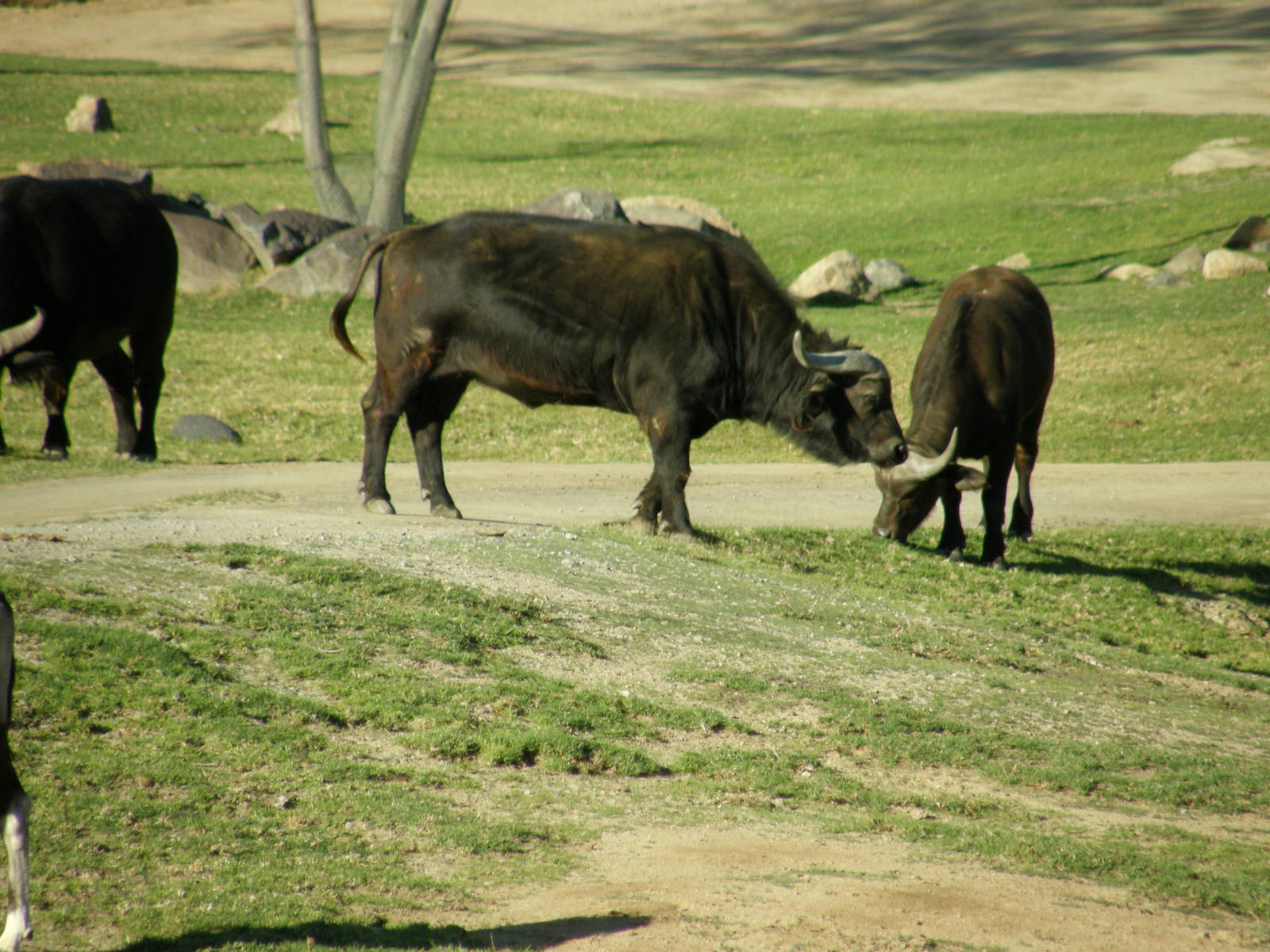 cape buffalo