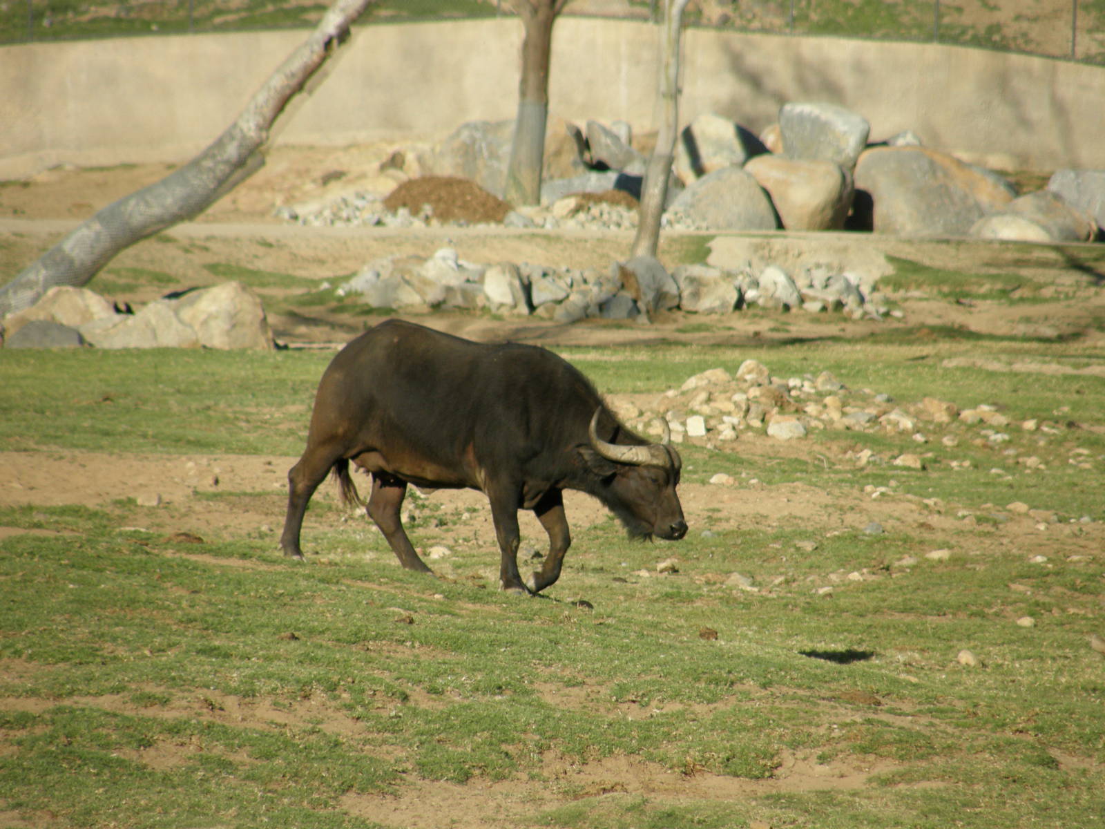 cape buffalo