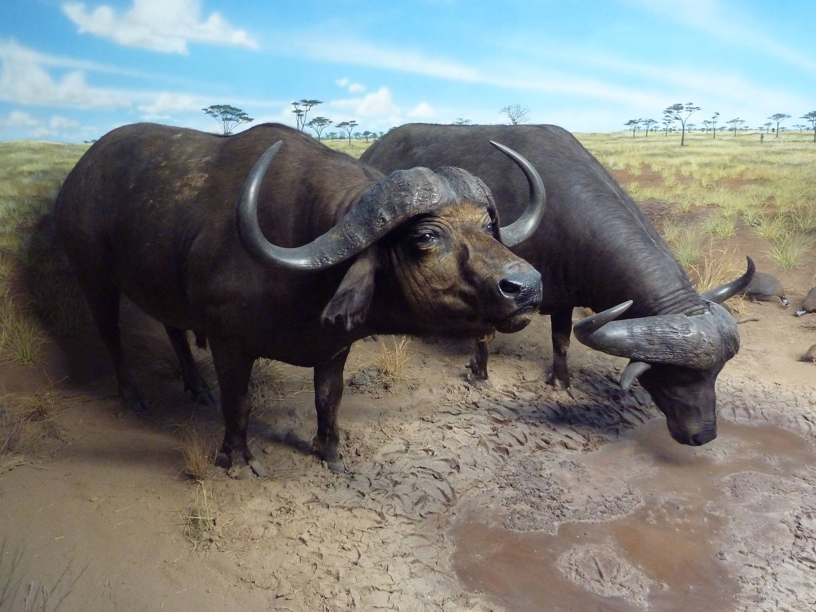 Cape Buffalo