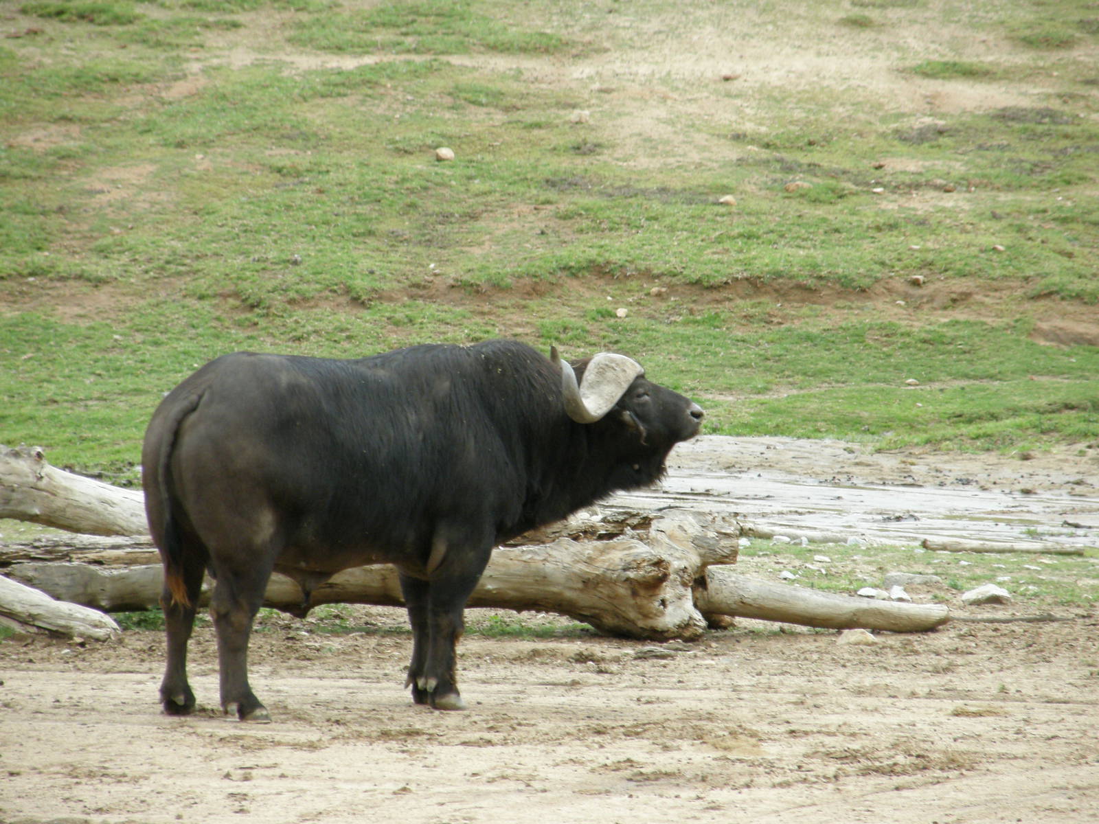 cape buffalo
