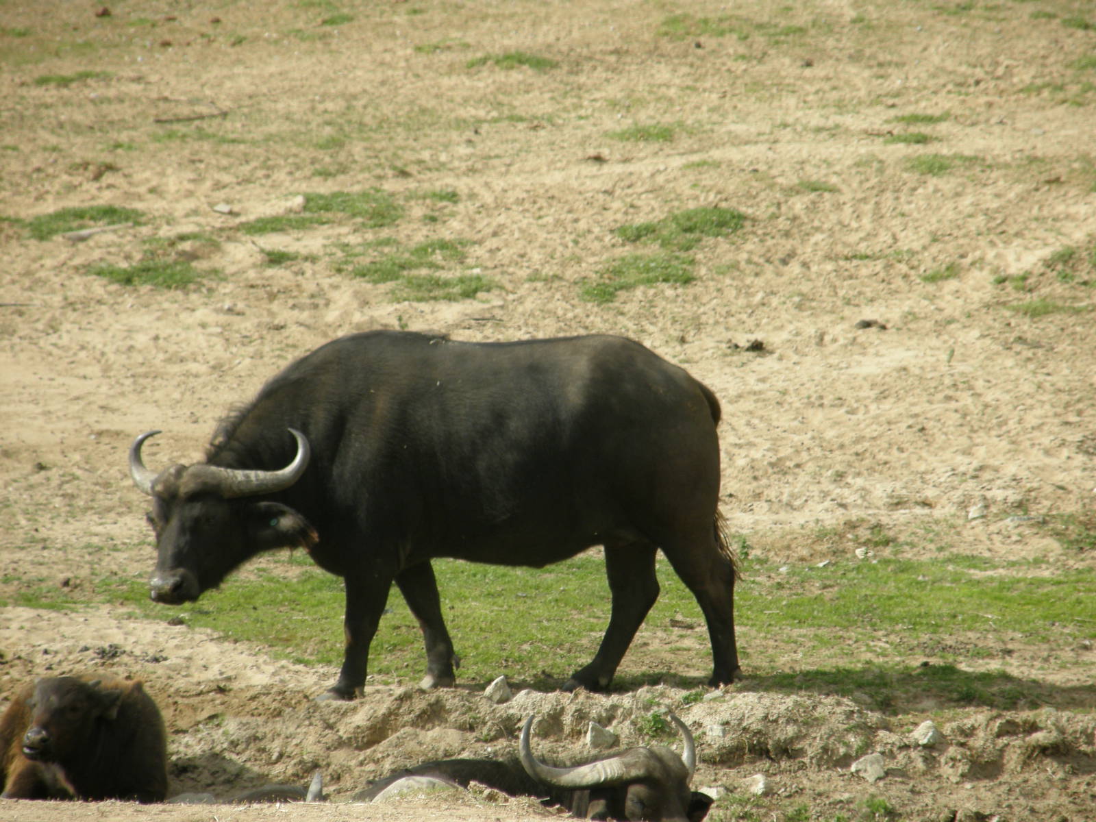 cape buffalo