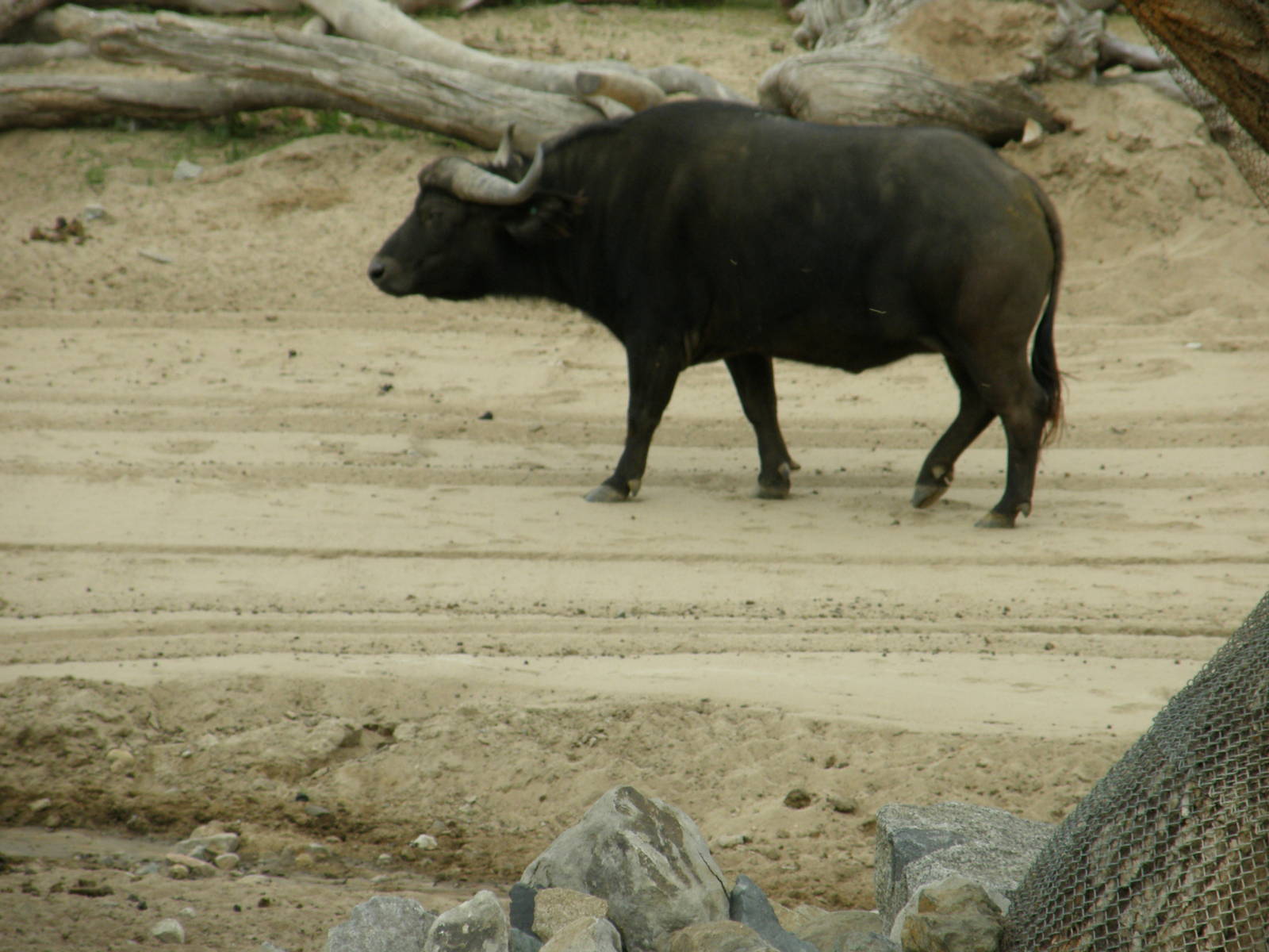 cape buffalo