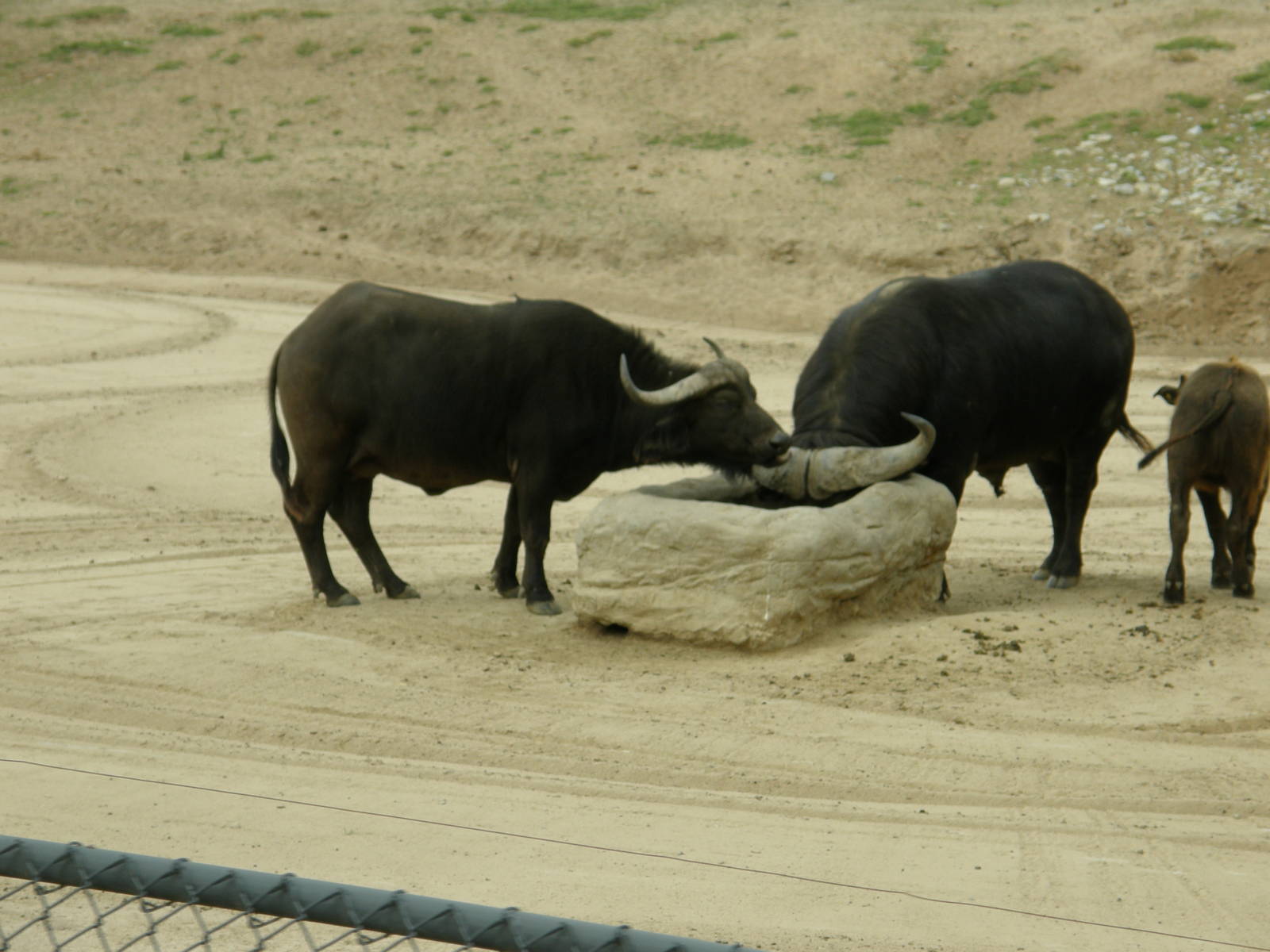 cape buffalo