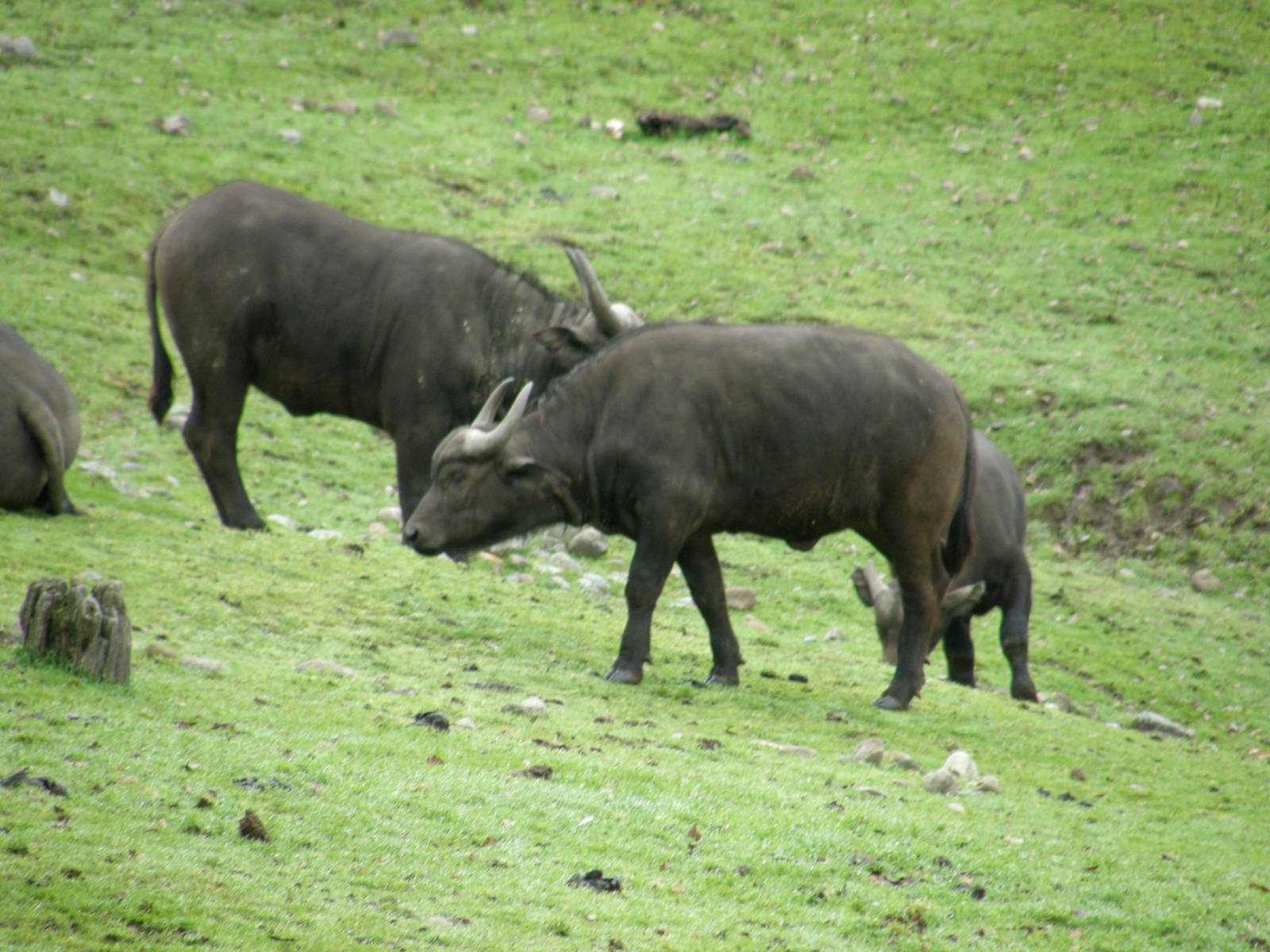 cape buffalo