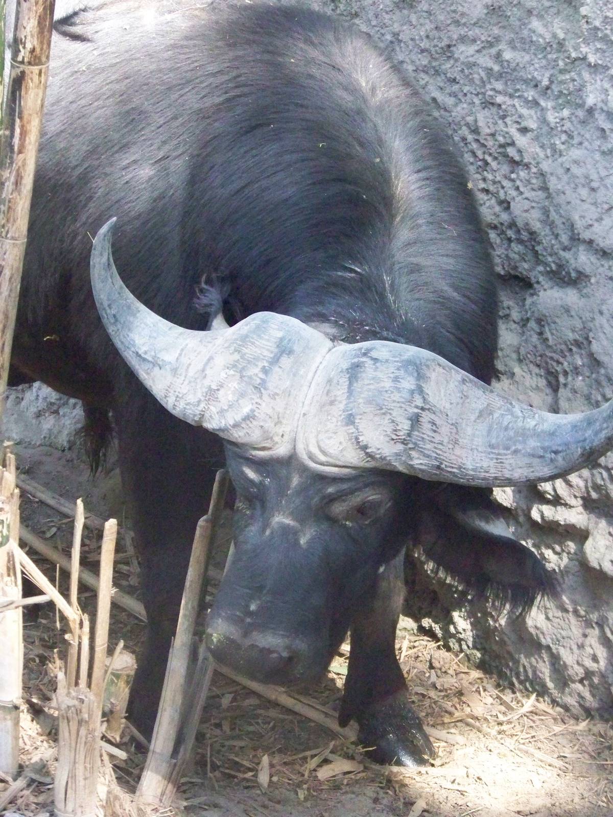 Cape Buffalo