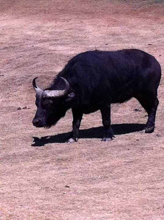 Cape buffalo