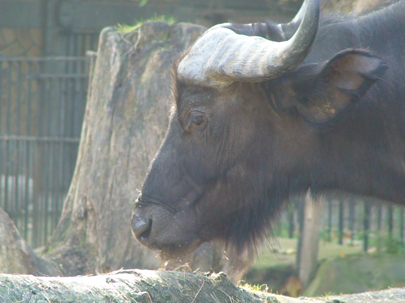Cape buffalo