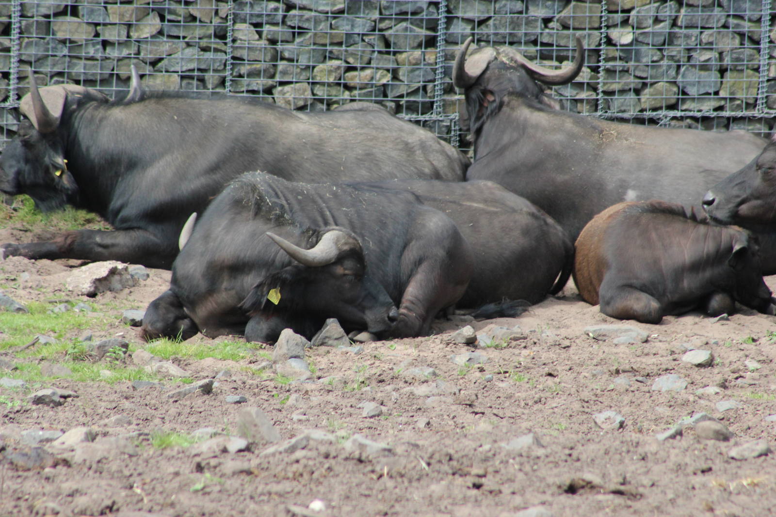 Cape buffalo