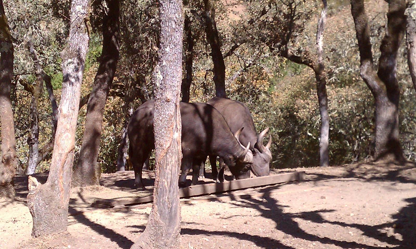 Cape Buffalo