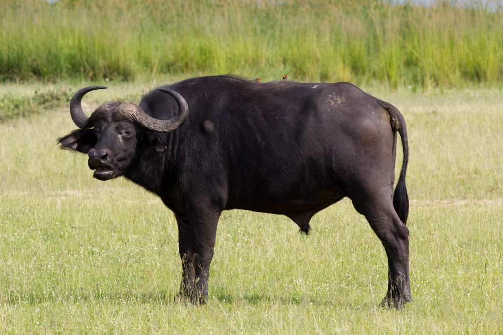 Cape Buffalo