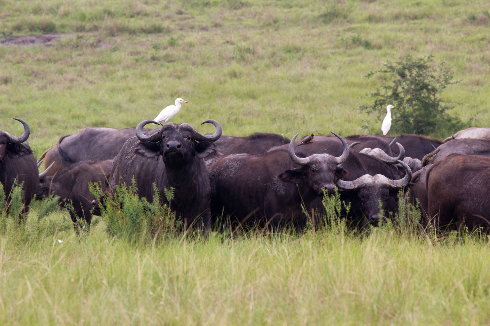 Cape Buffalo