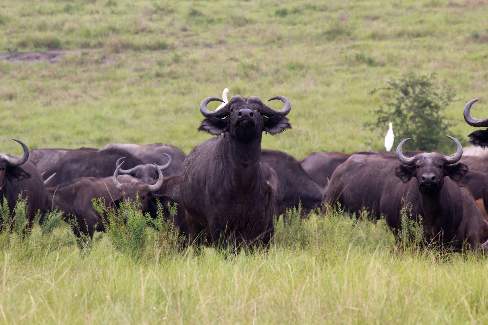 Cape Buffalo