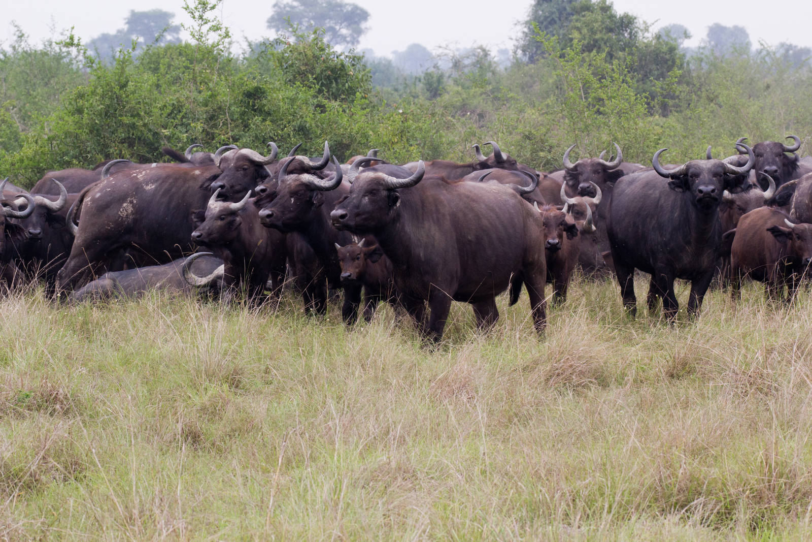 Cape Buffalo