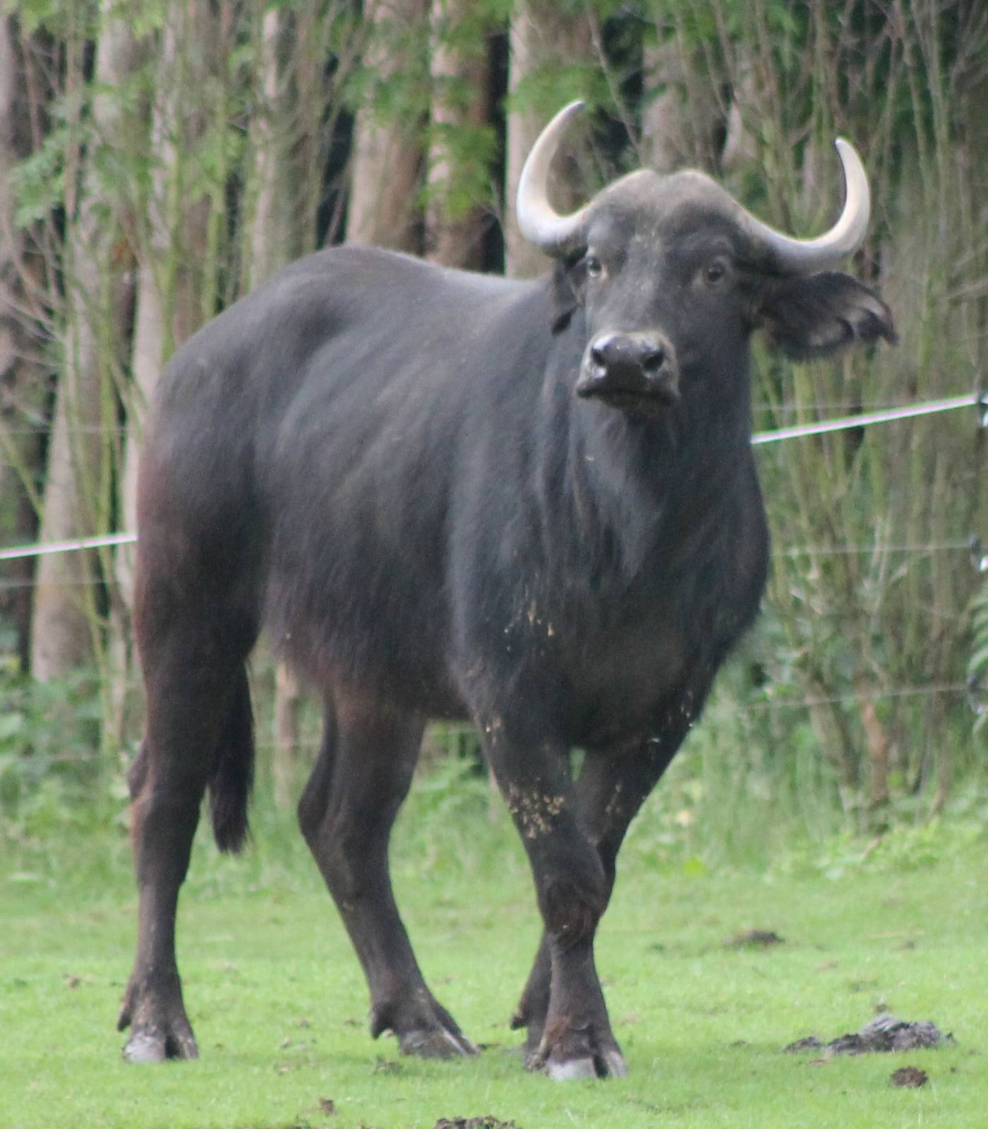 Cape buffalo