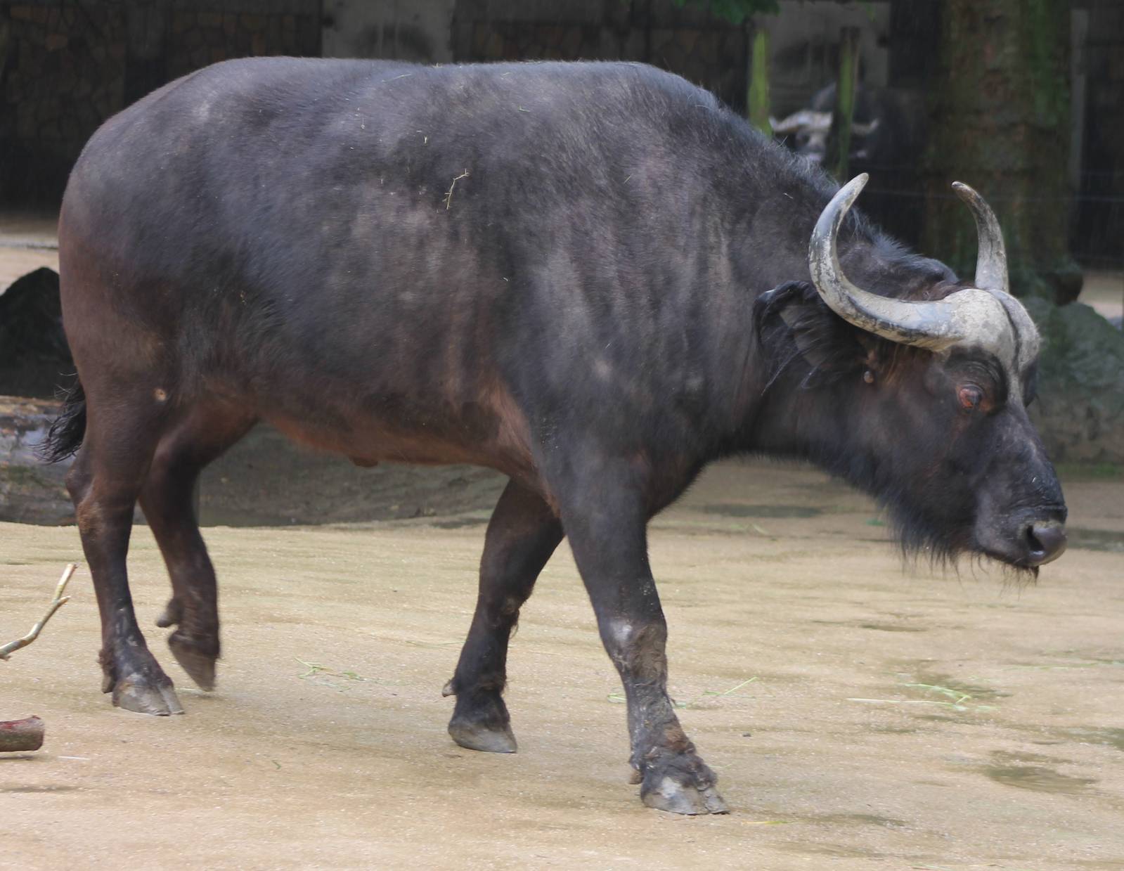 Cape buffalo