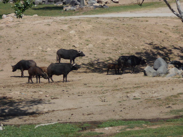 Cape buffalo