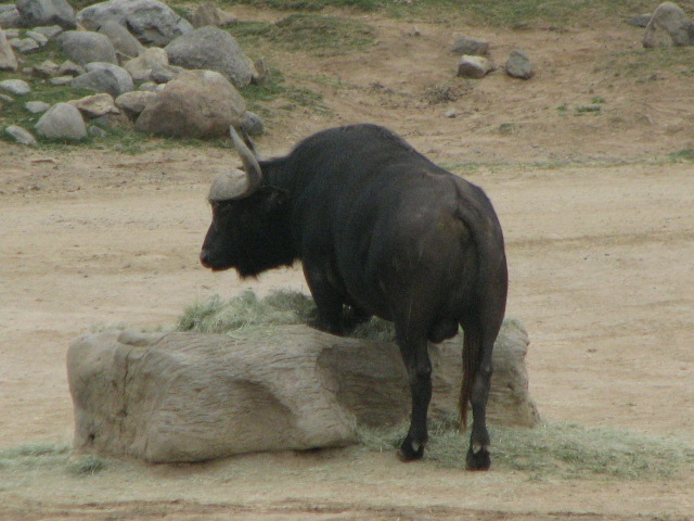 Cape buffalo