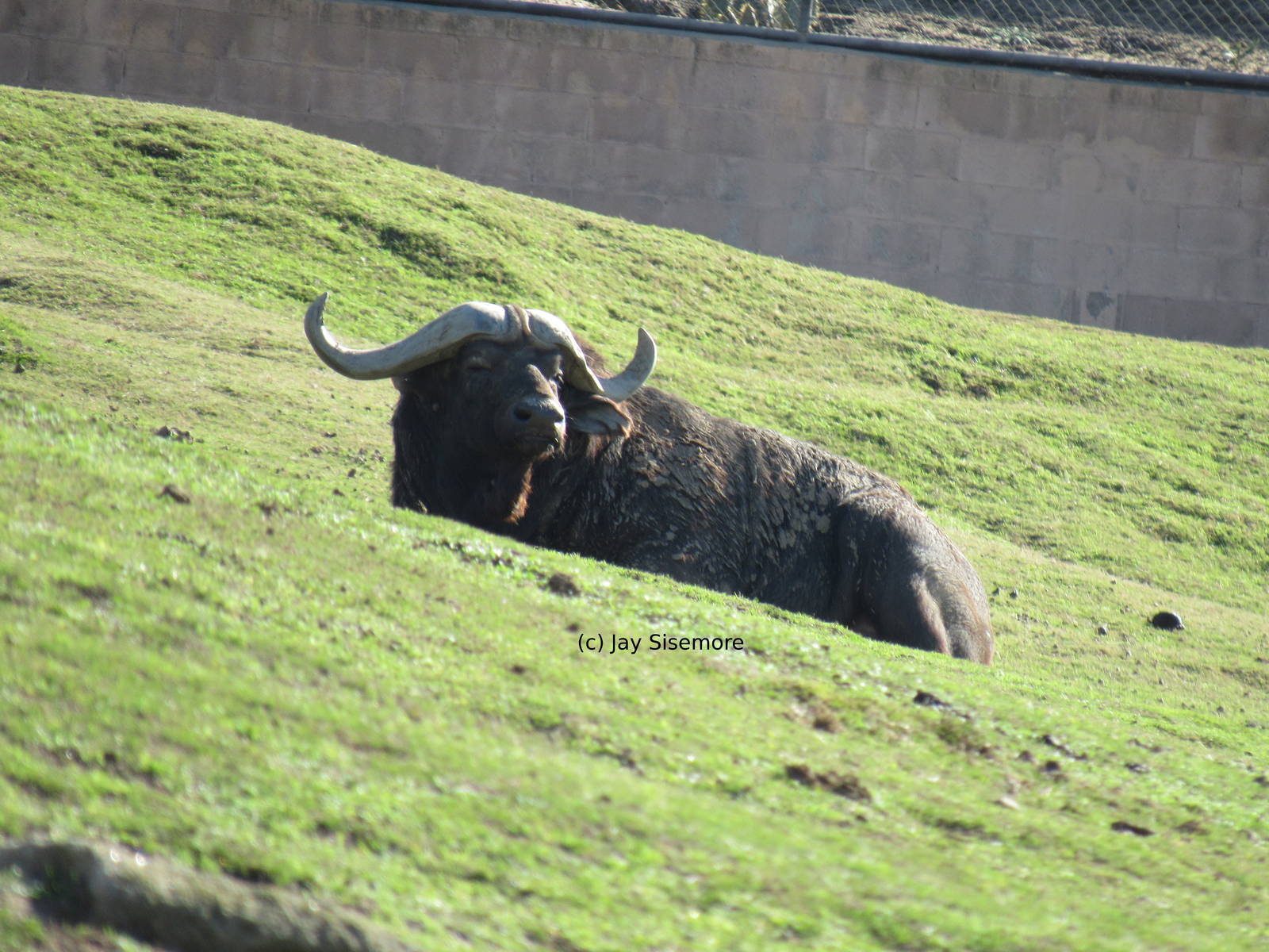 Cape Buffalo