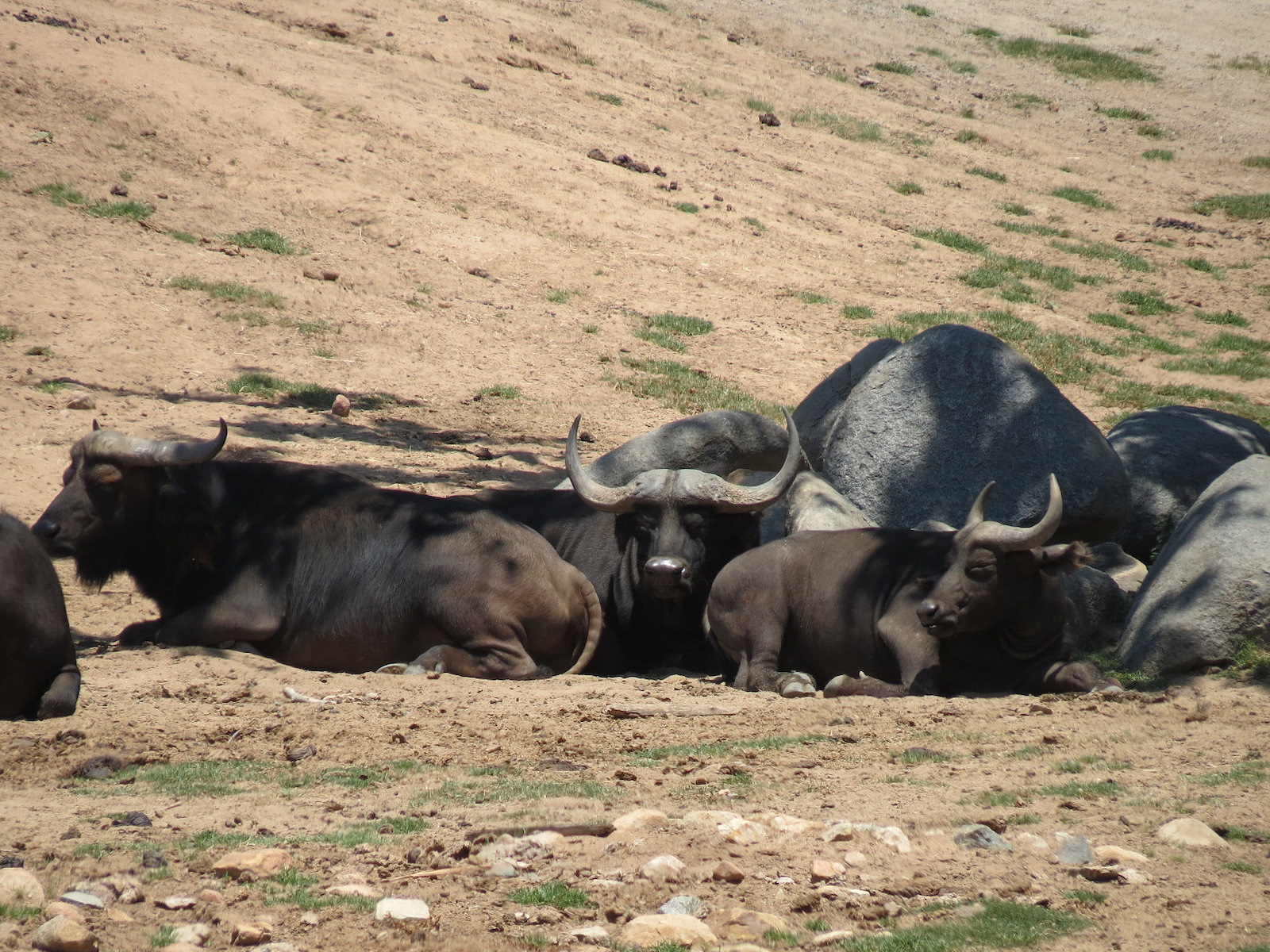 Cape Buffalo