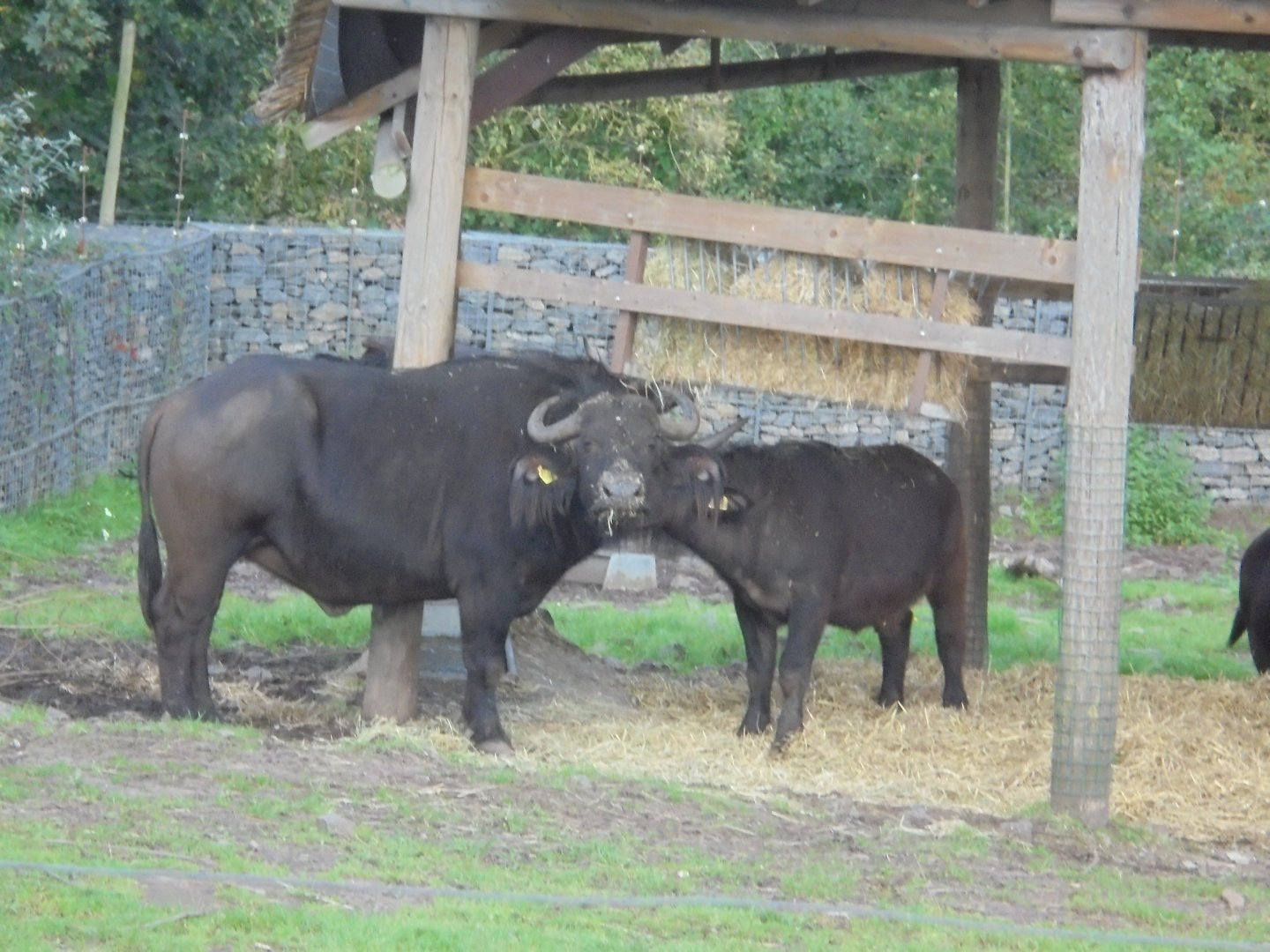 Cape Buffalo