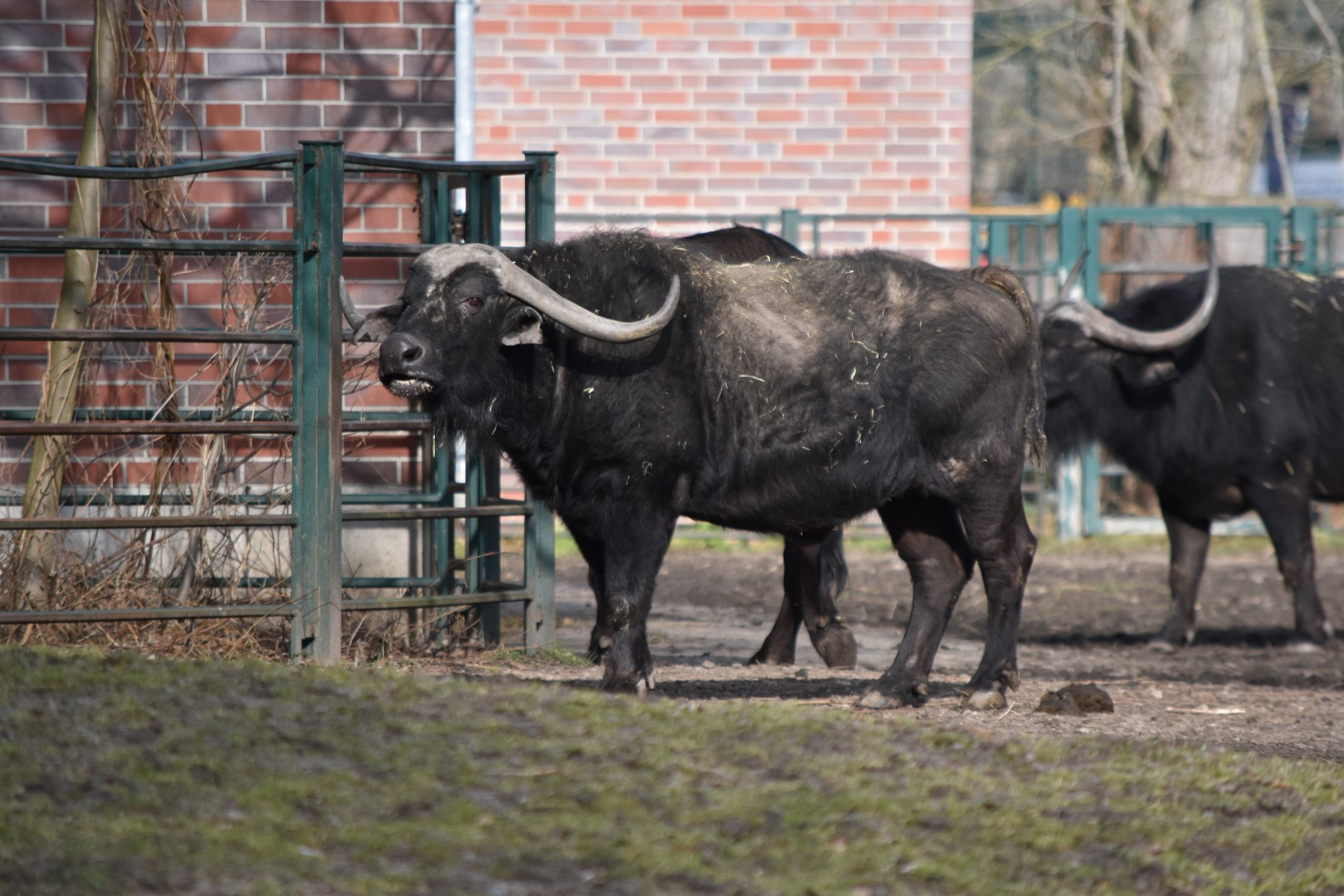 Cape buffalo