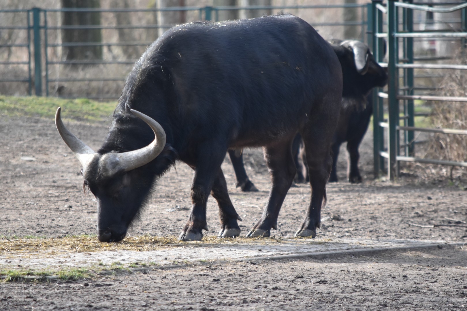 Cape buffalo