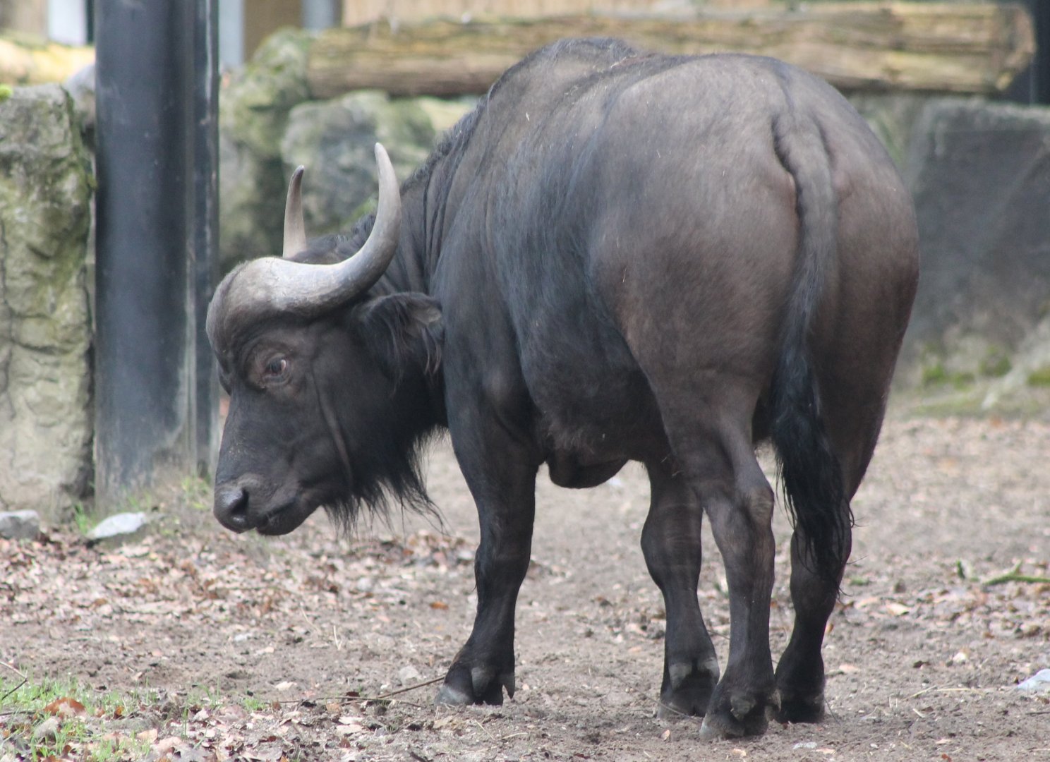 Cape buffalo