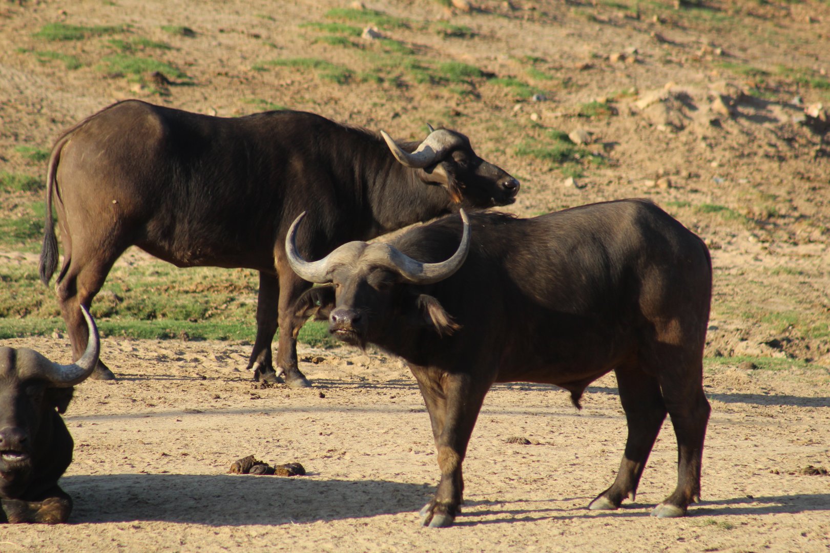 Cape Buffalo