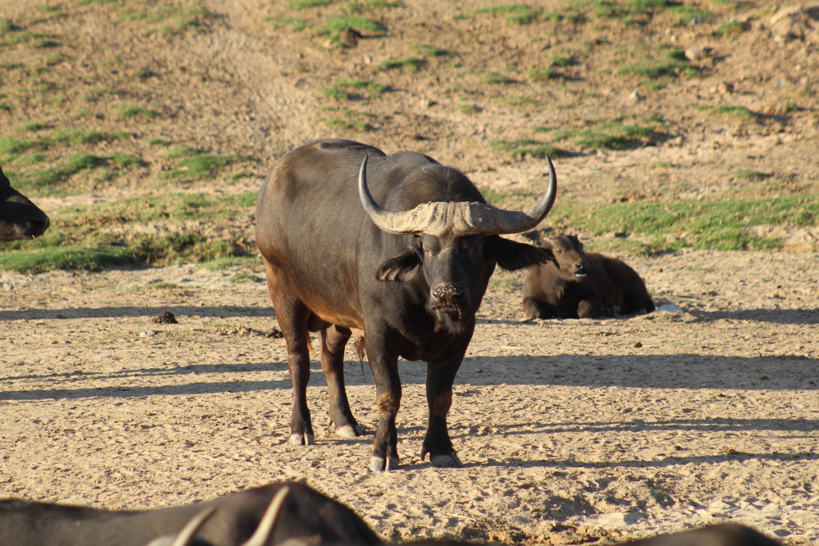 Cape Buffalo