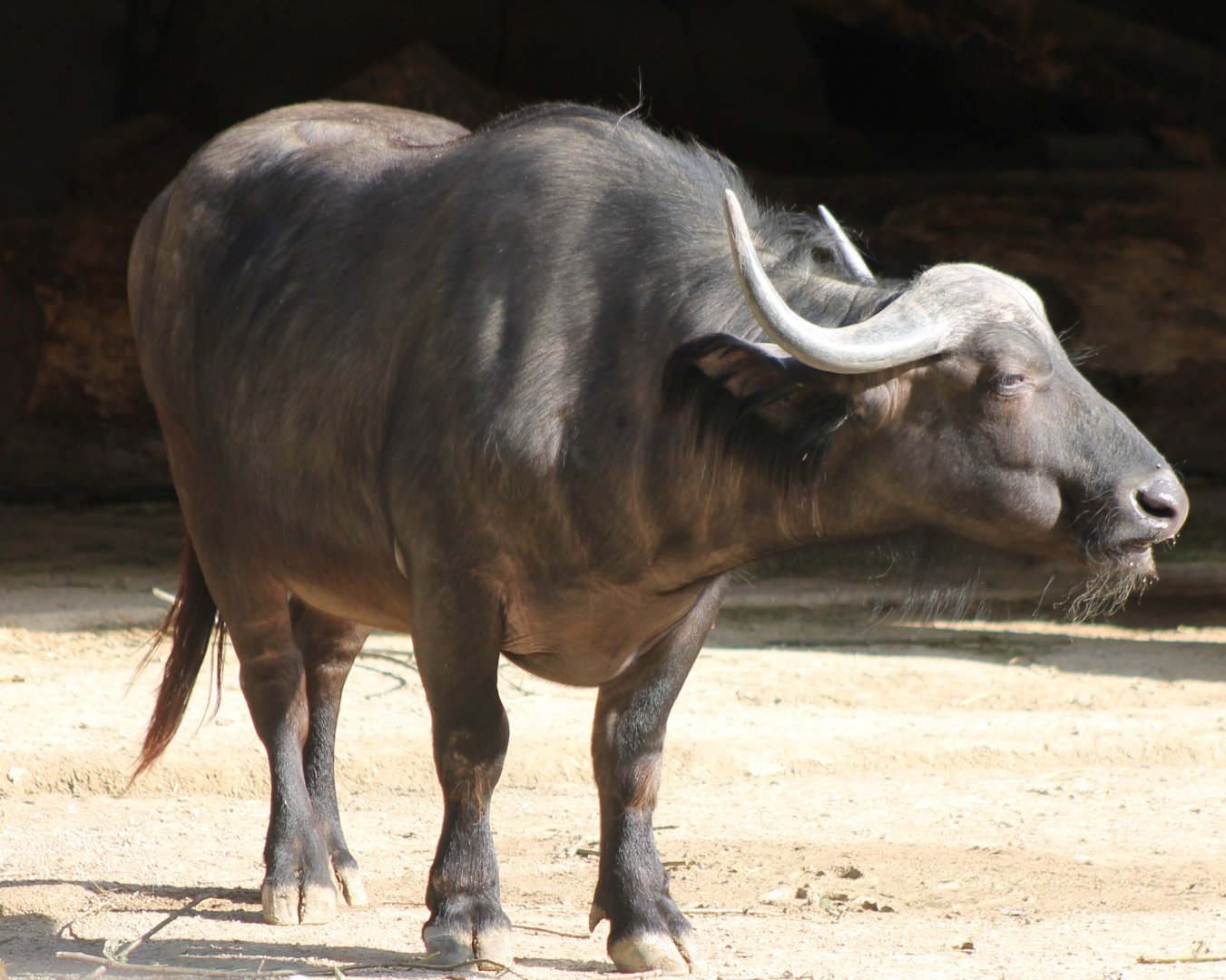 Cape buffalo