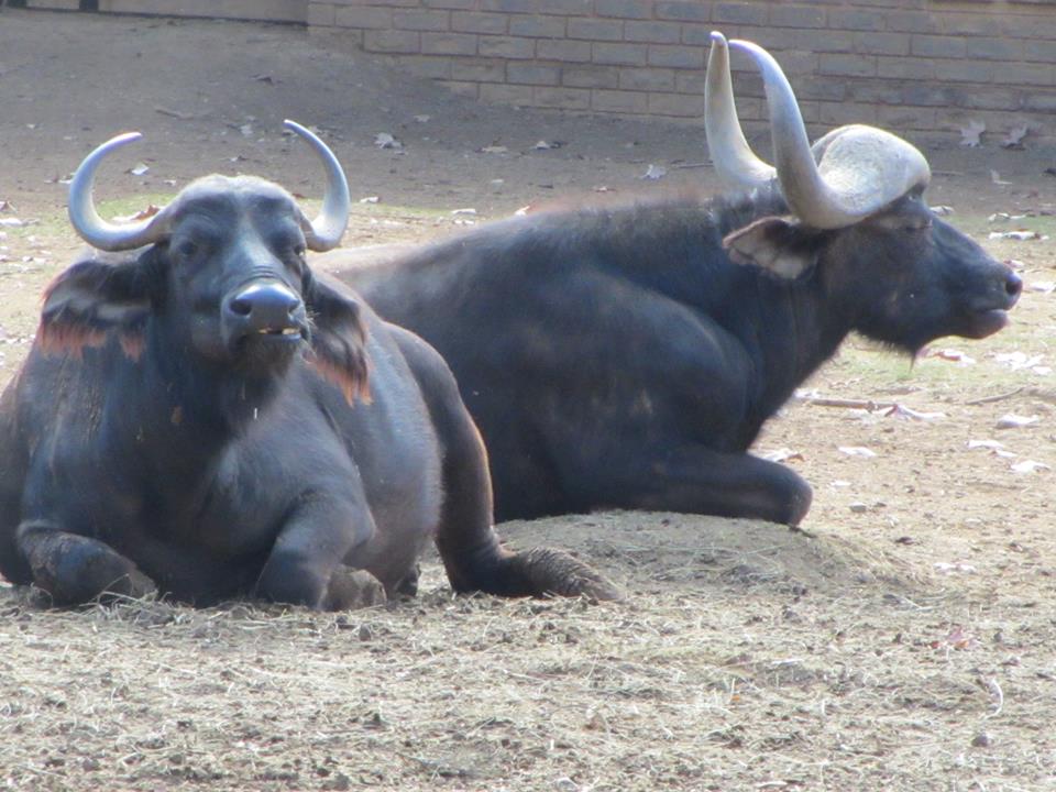 Cape Buffalo