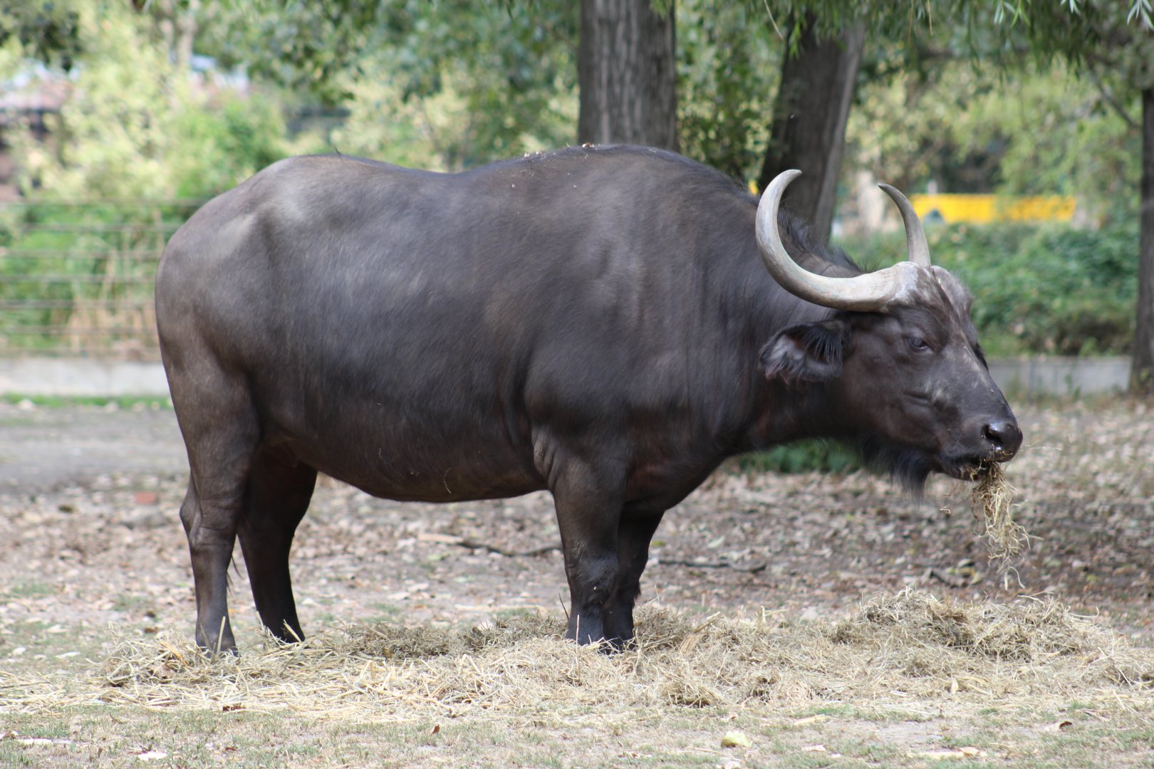 Cape Buffalo