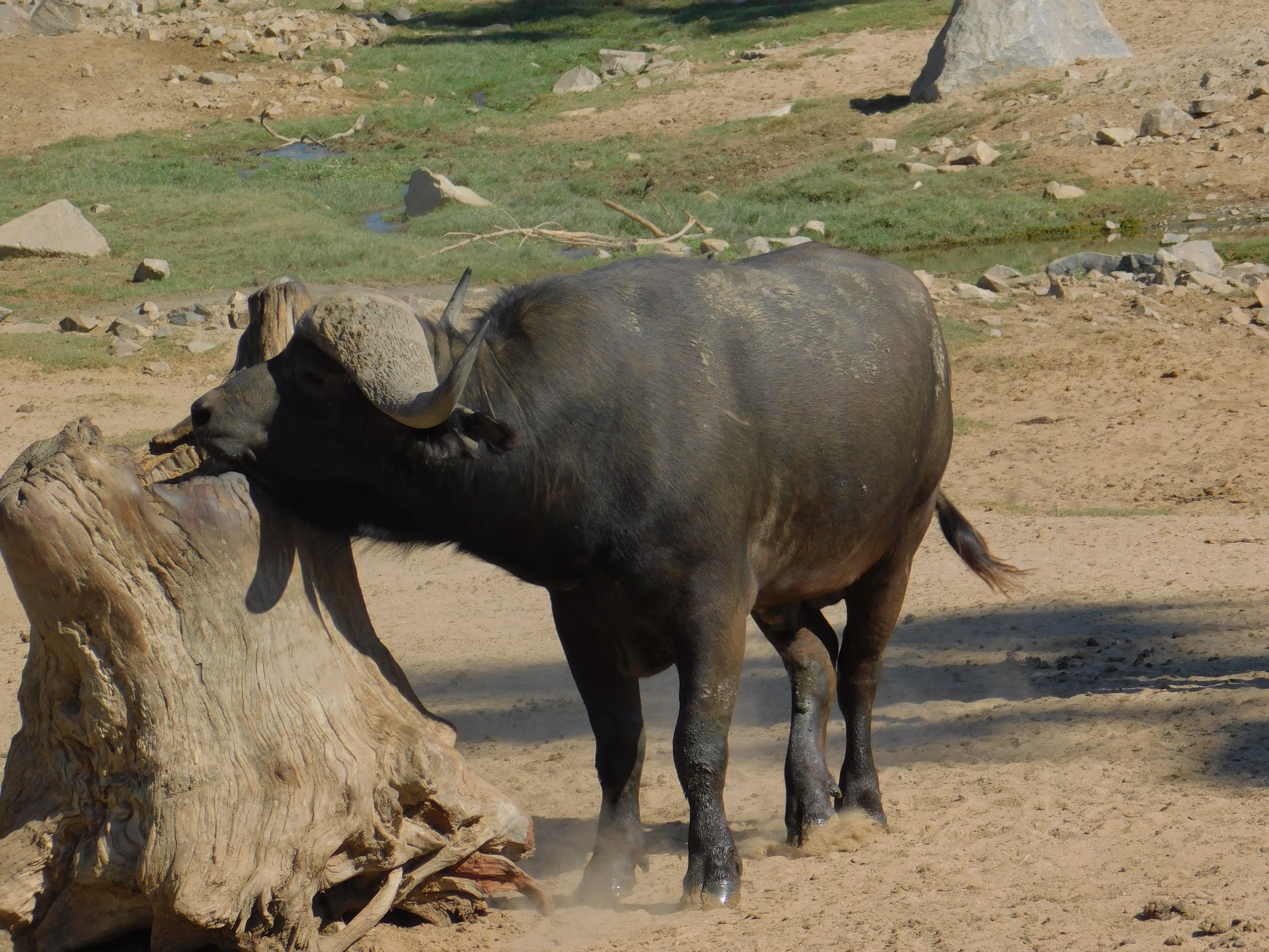 Cape Buffalo
