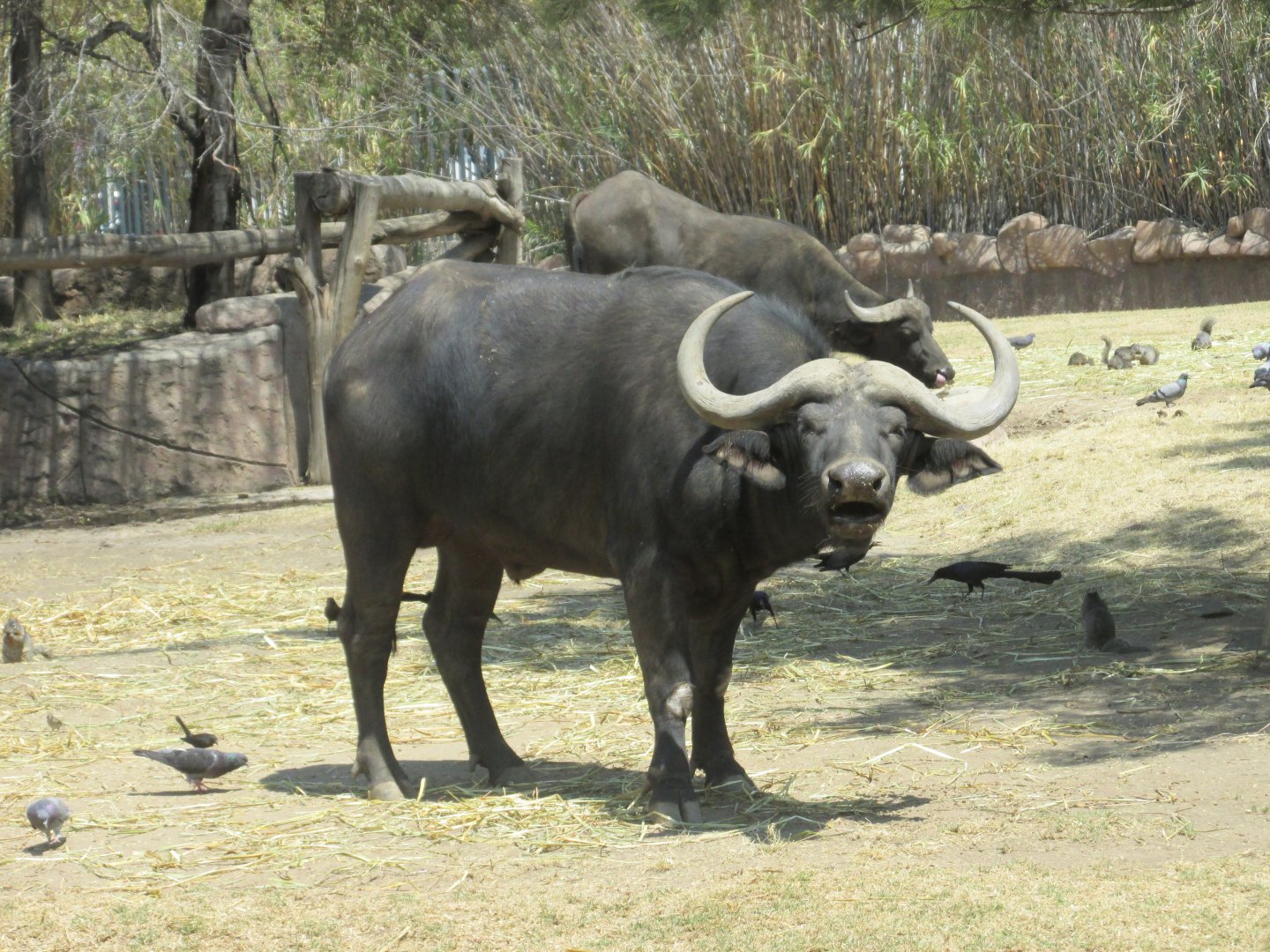 cape buffalo
