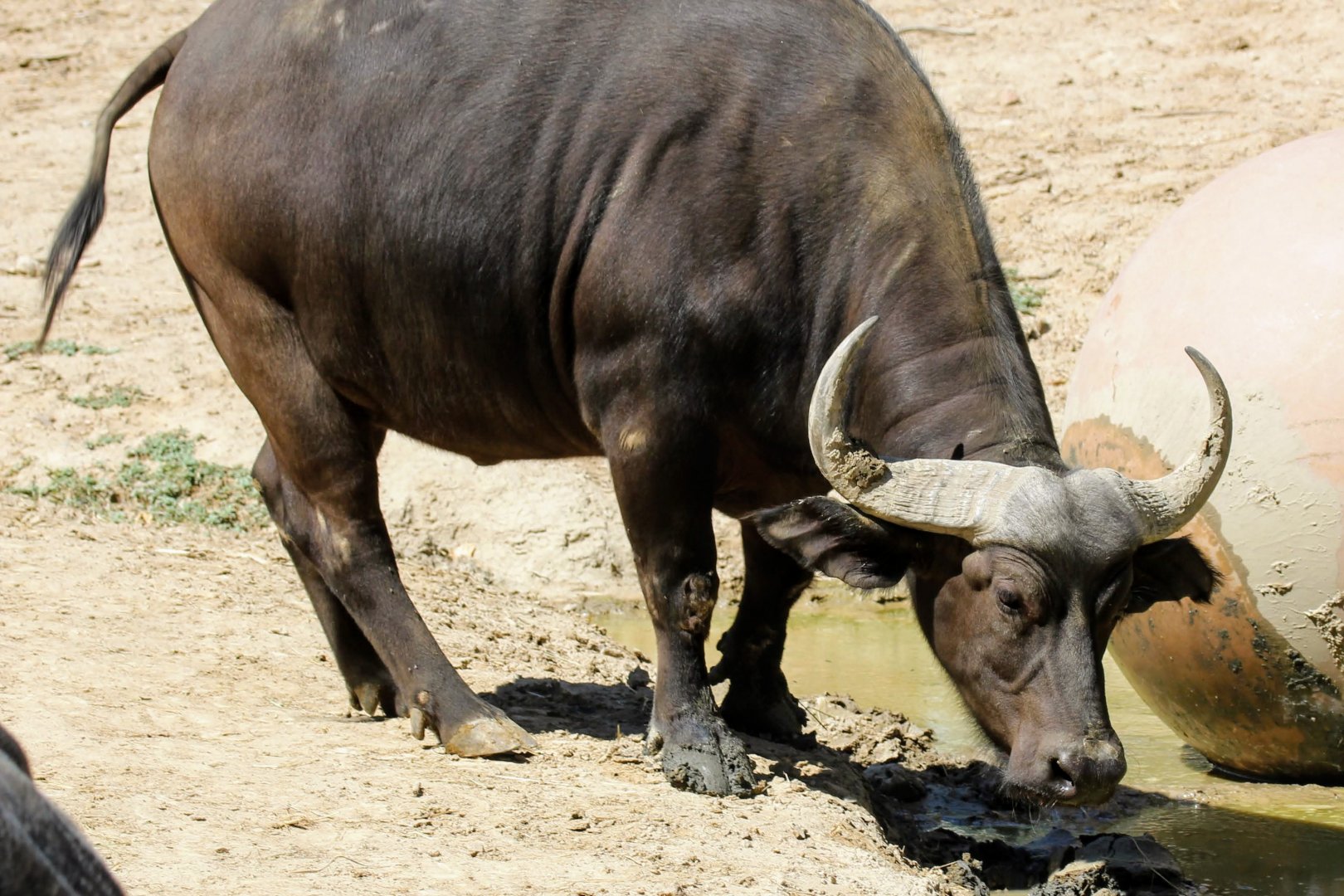 Cape Buffalo