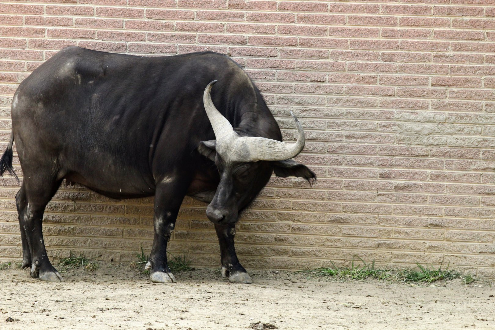 Cape Buffalo