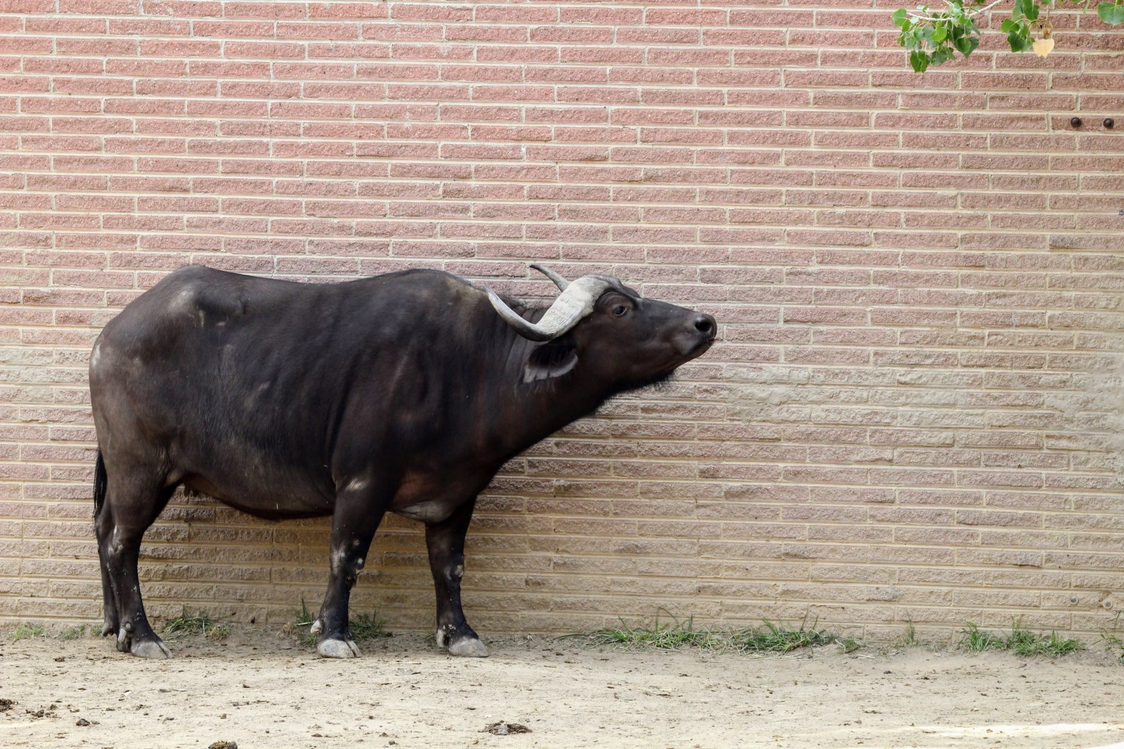 Cape Buffalo