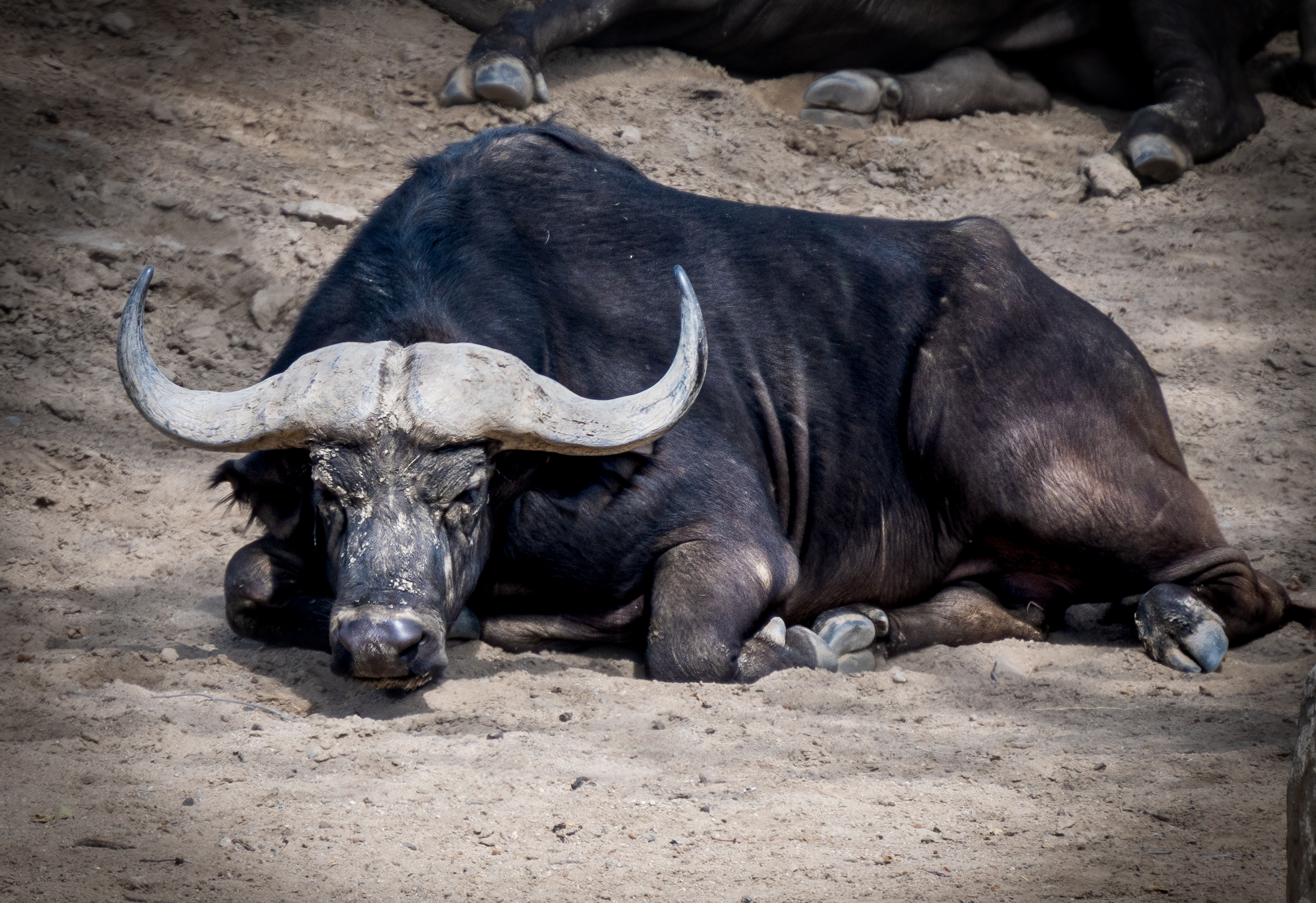 Cape Buffalo